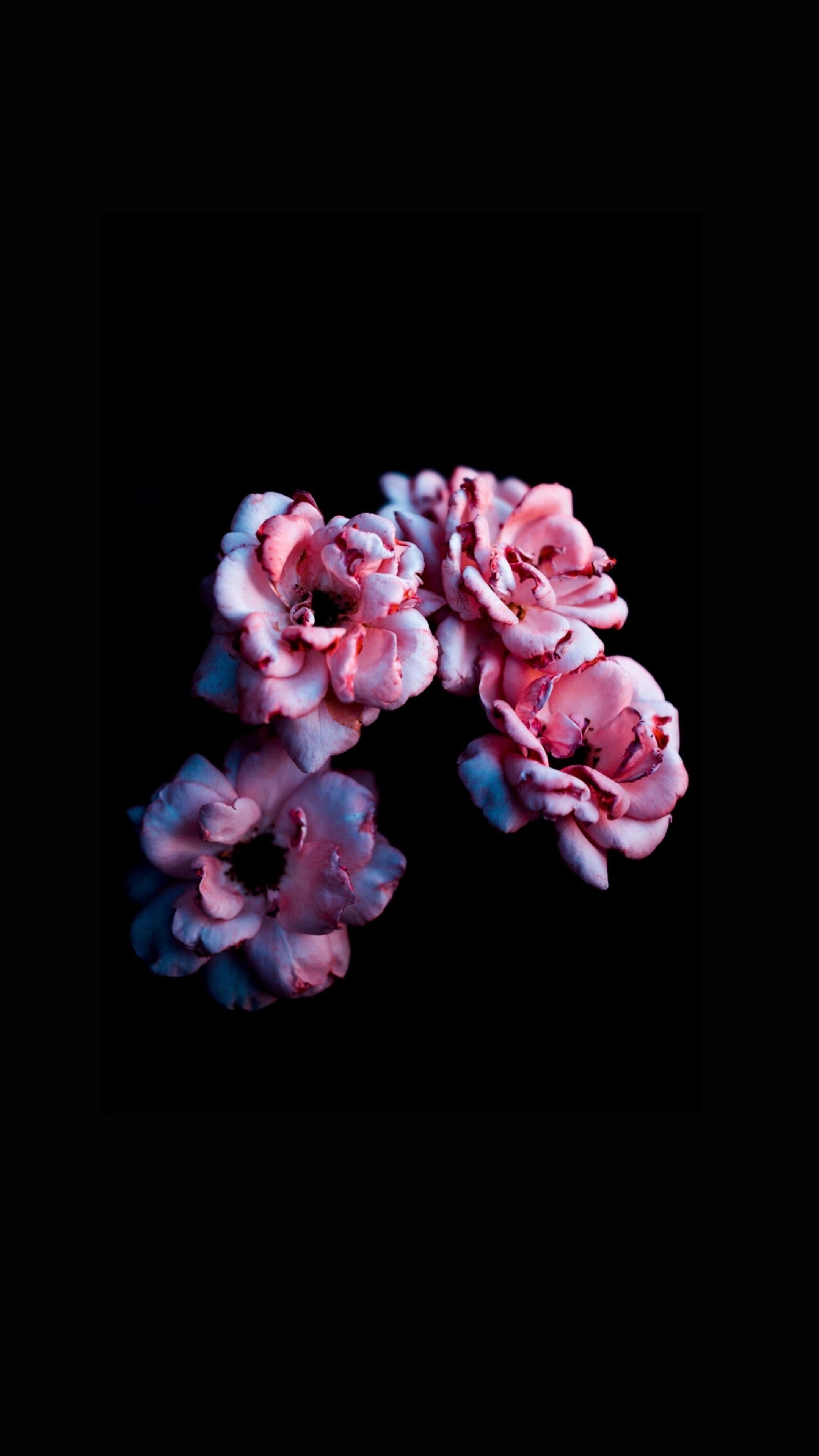 2160x3840 AMOLED Flower Wallpaper. Fotografi hitam putih, Pemandangan, Phone