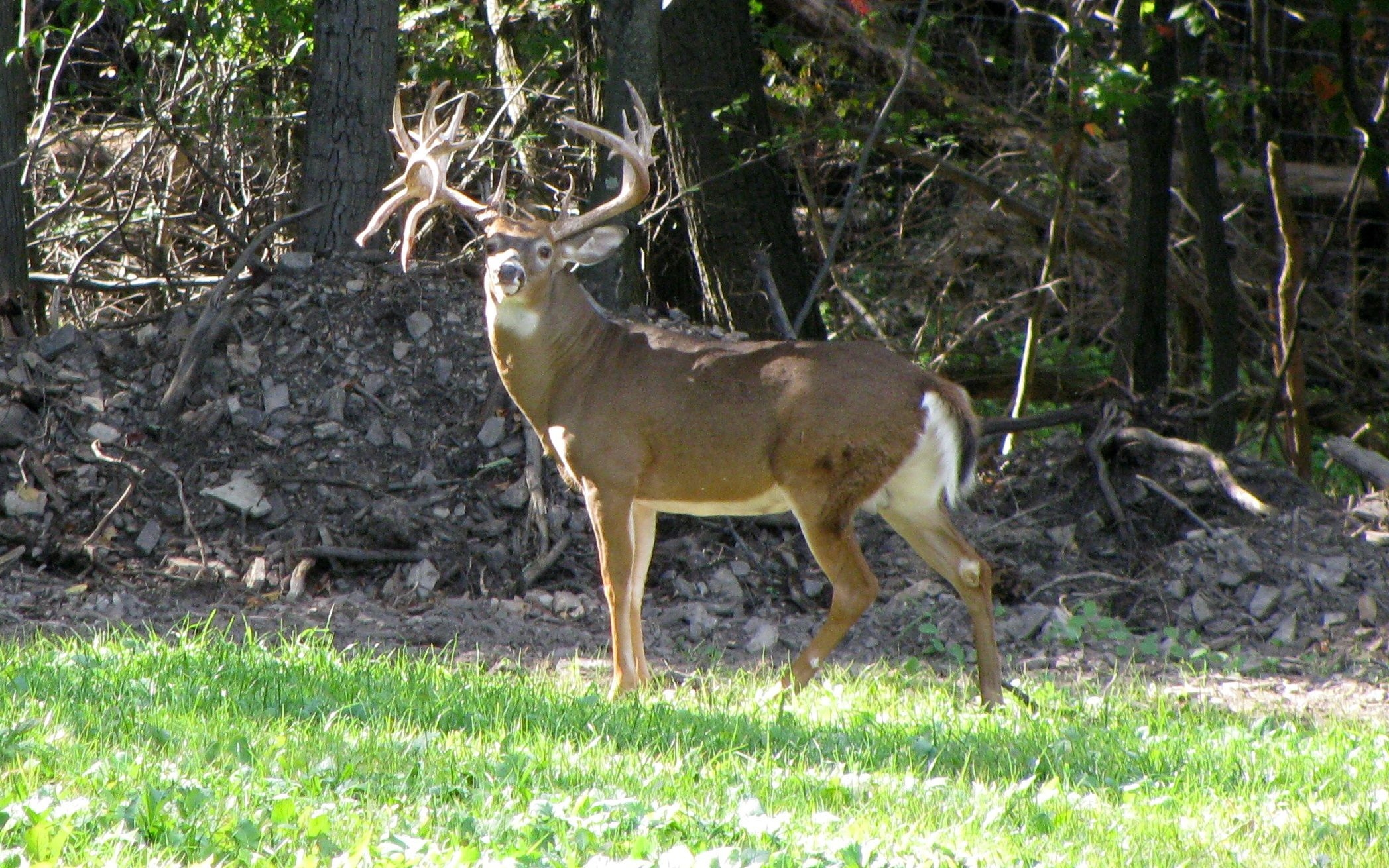 2100x1310 White Tailed Deer Wallpaper. Reindeer, Desktop