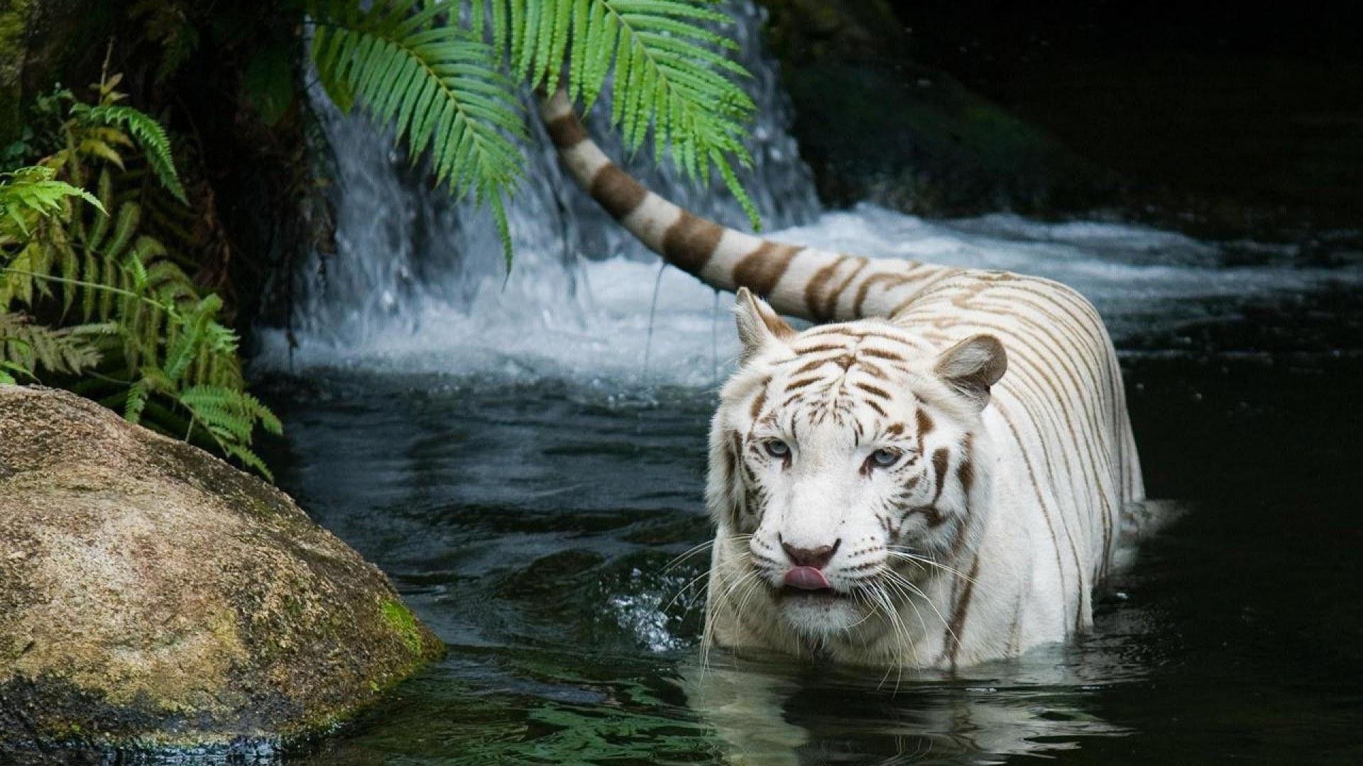 1920x1080 Animals For > White Tiger Wallpaper 1080p, Desktop