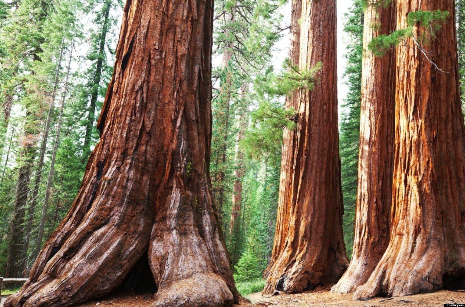 1540x1020 Best HD Sequoia National Park Wallpaper, Desktop