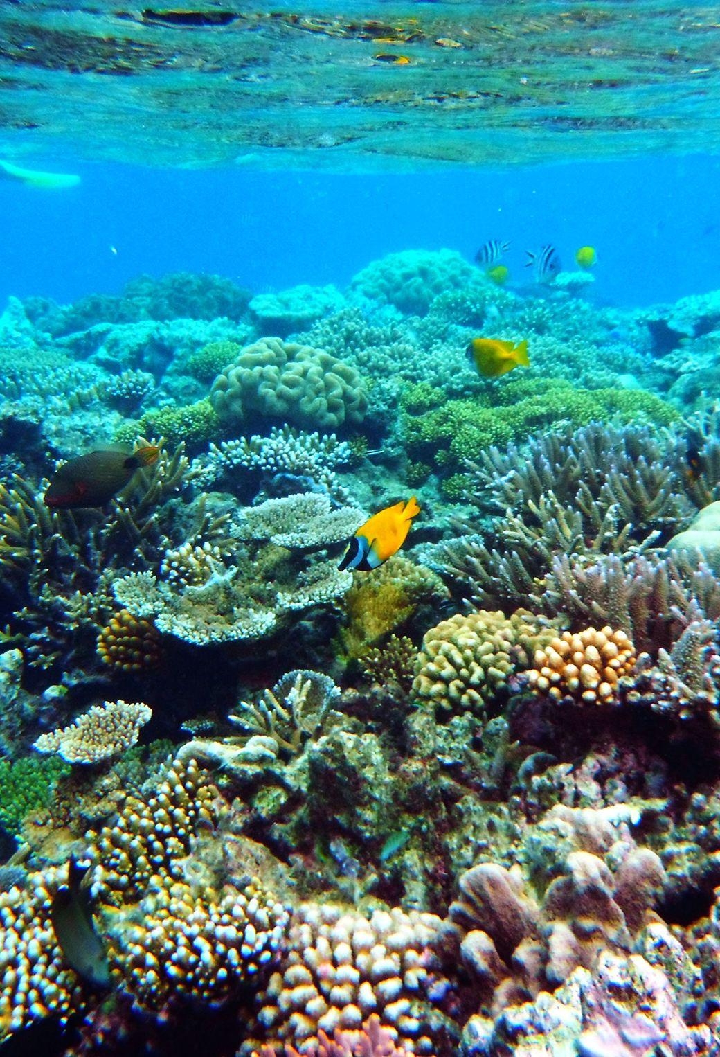 1040x1530 Great Barrier Reef Wallpaper, HD Quality Great Barrier Reef, Phone