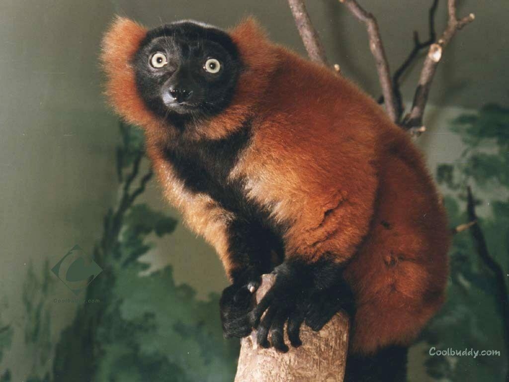 1030x770 Wallpaper Tagged With Lemurs: Primates Lemurs Red Black Animals, Desktop