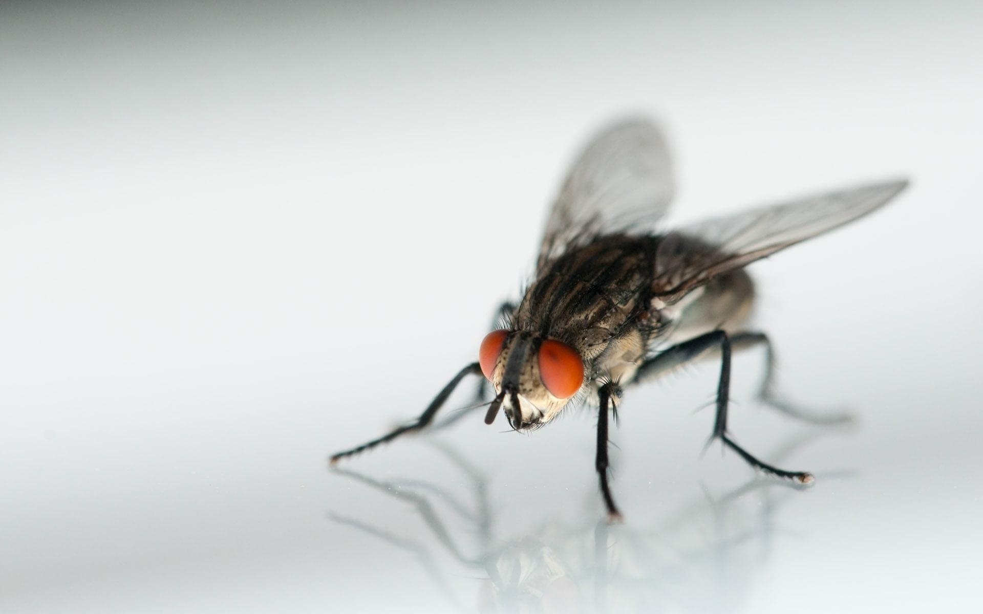 1920x1200 Macro photo of a grey and black Common Housefly HD wallpaper, Desktop