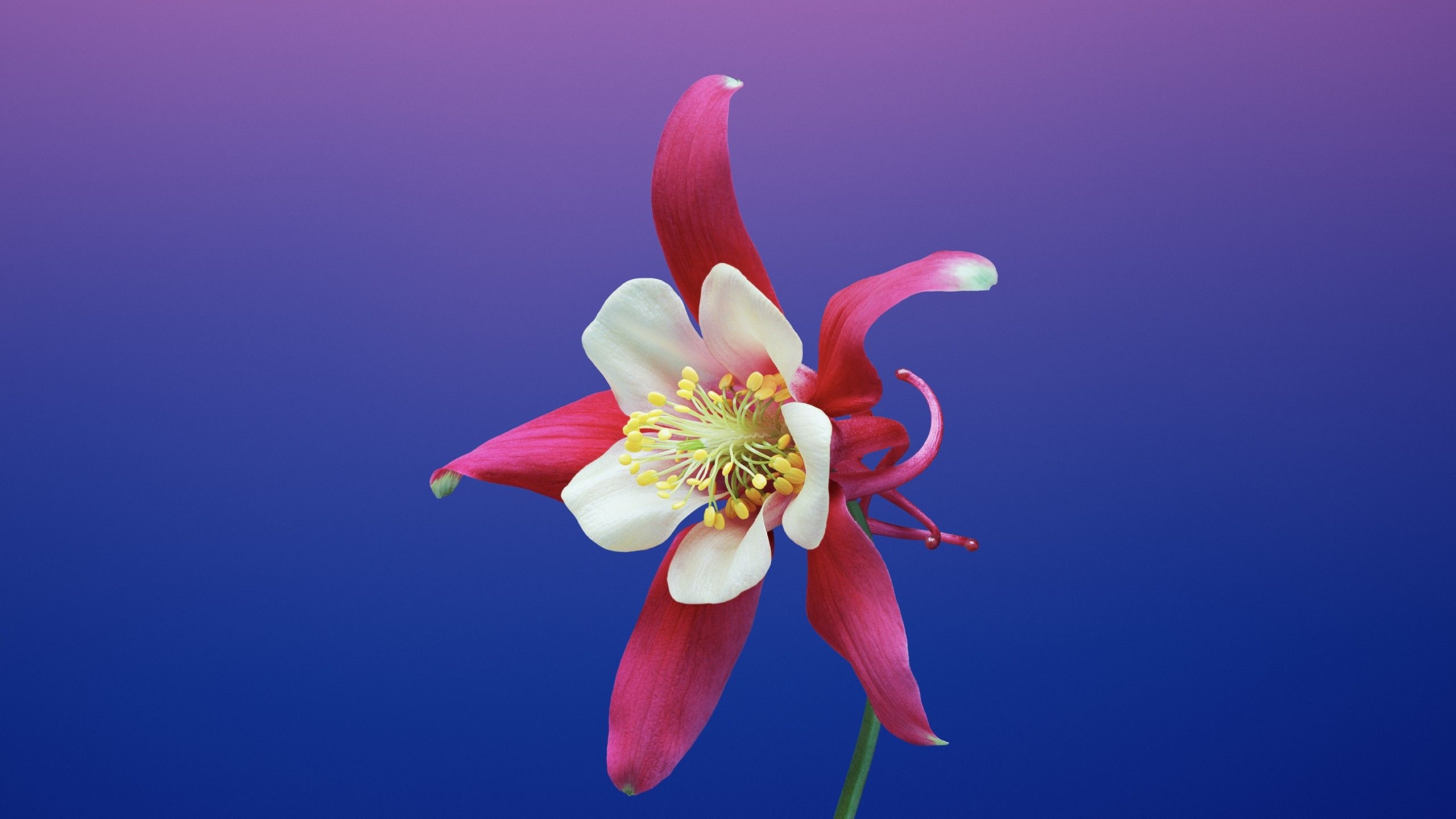 2560x1440 Wallpaper iPhone X wallpaper, iPhone flower, iOS retina, 4k, HD, WWDC OS, Desktop
