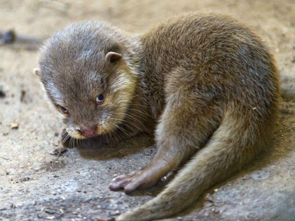 1030x770 Baby River Otter, Desktop