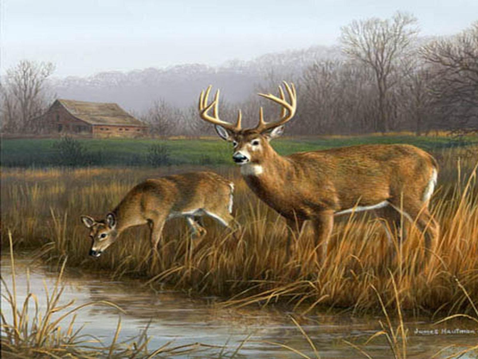 1600x1200 Whitetail Deer Hunting Wallpaper, Desktop