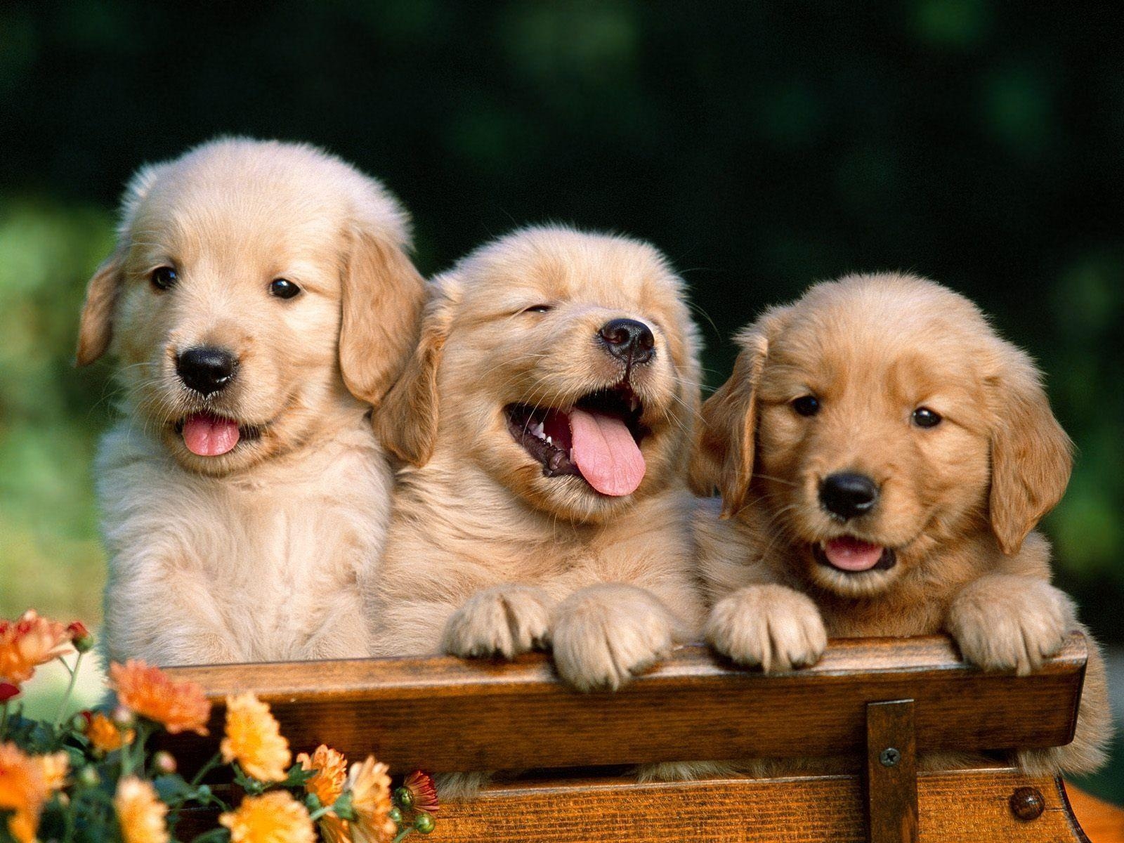 1600x1200 Golden Retriever Wallpaper, Desktop