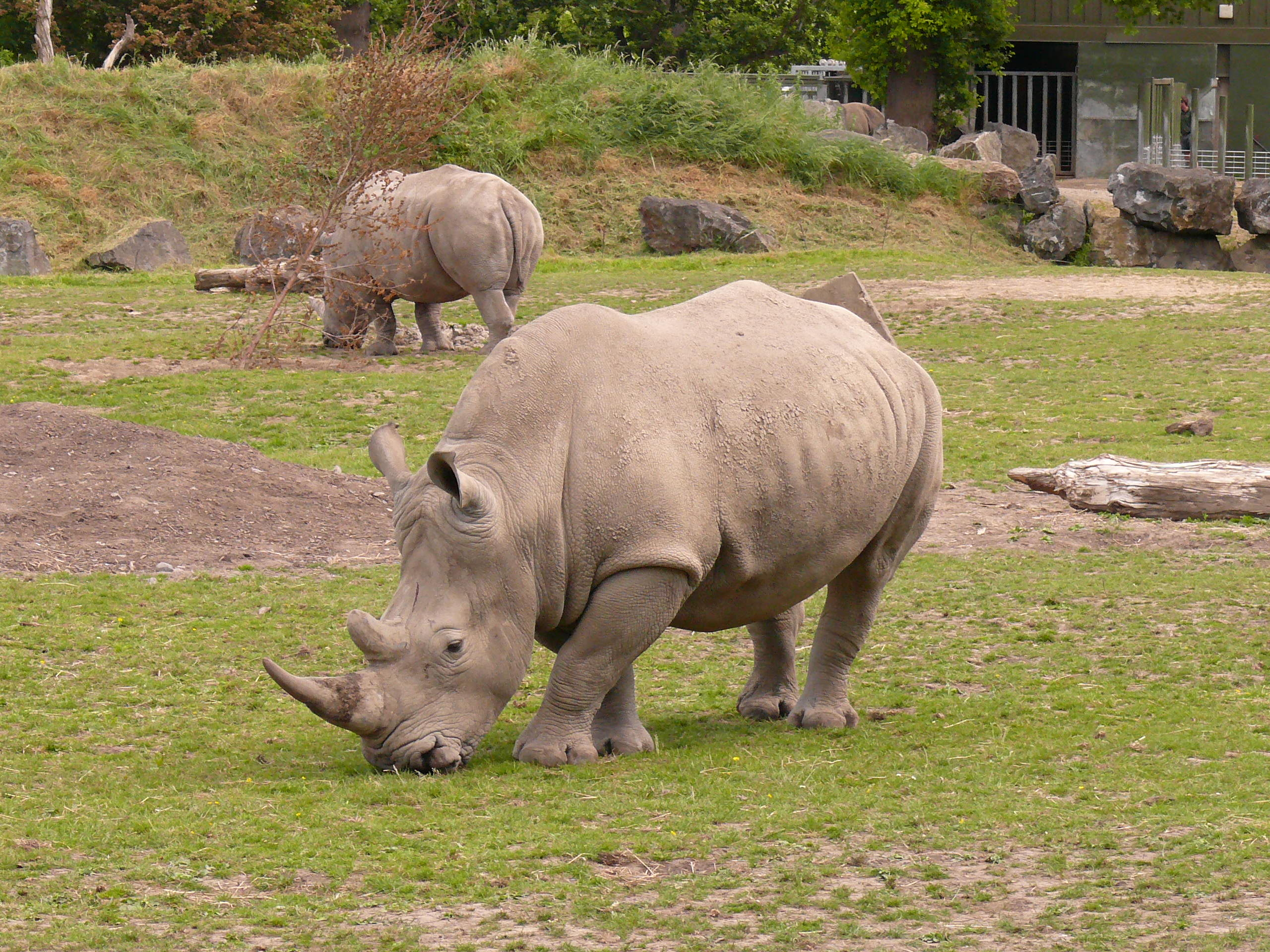 2560x1920 Rhino Zoo wallpaperx1920, Desktop