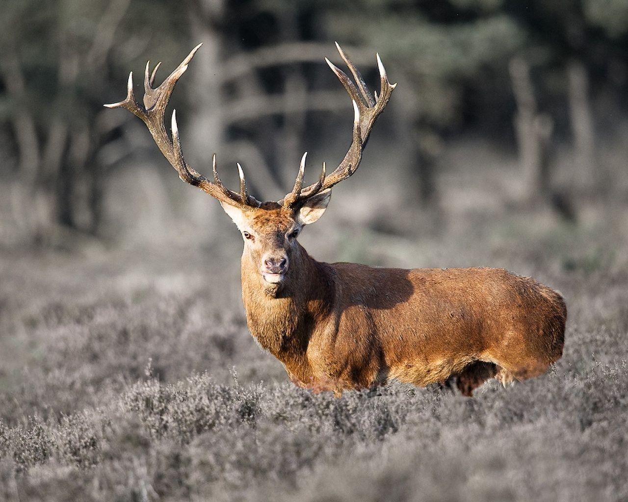 1280x1030 Deer Buck Wallpaper, Desktop