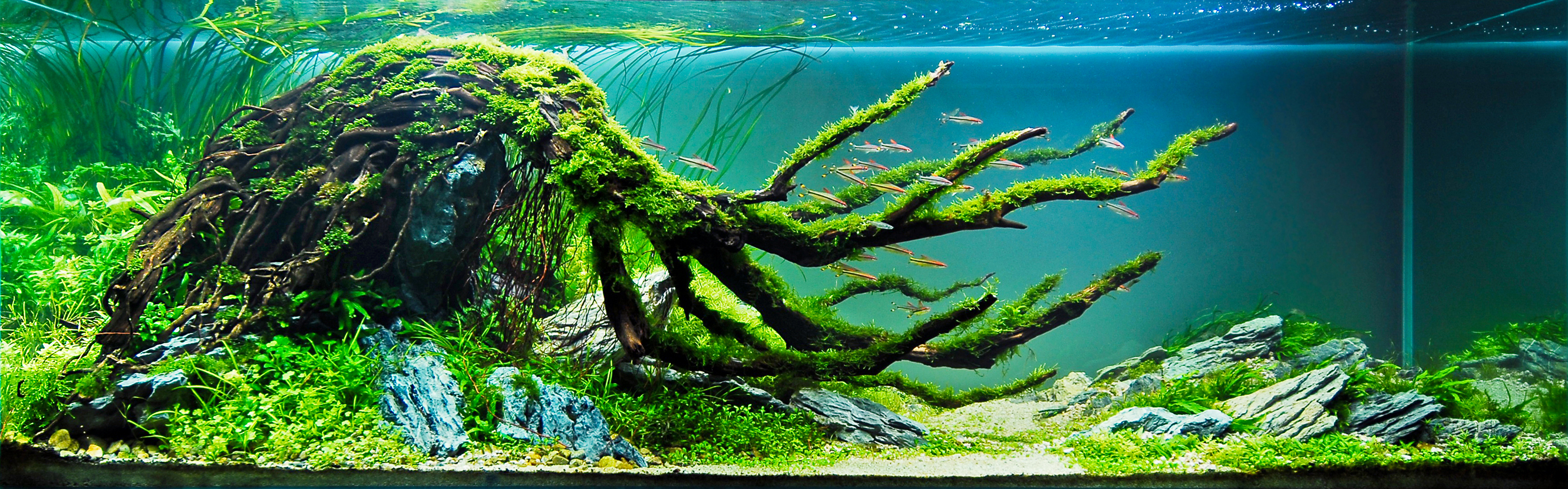 2670x840 Man Made Fish Tank Wallpaper, Dual Screen