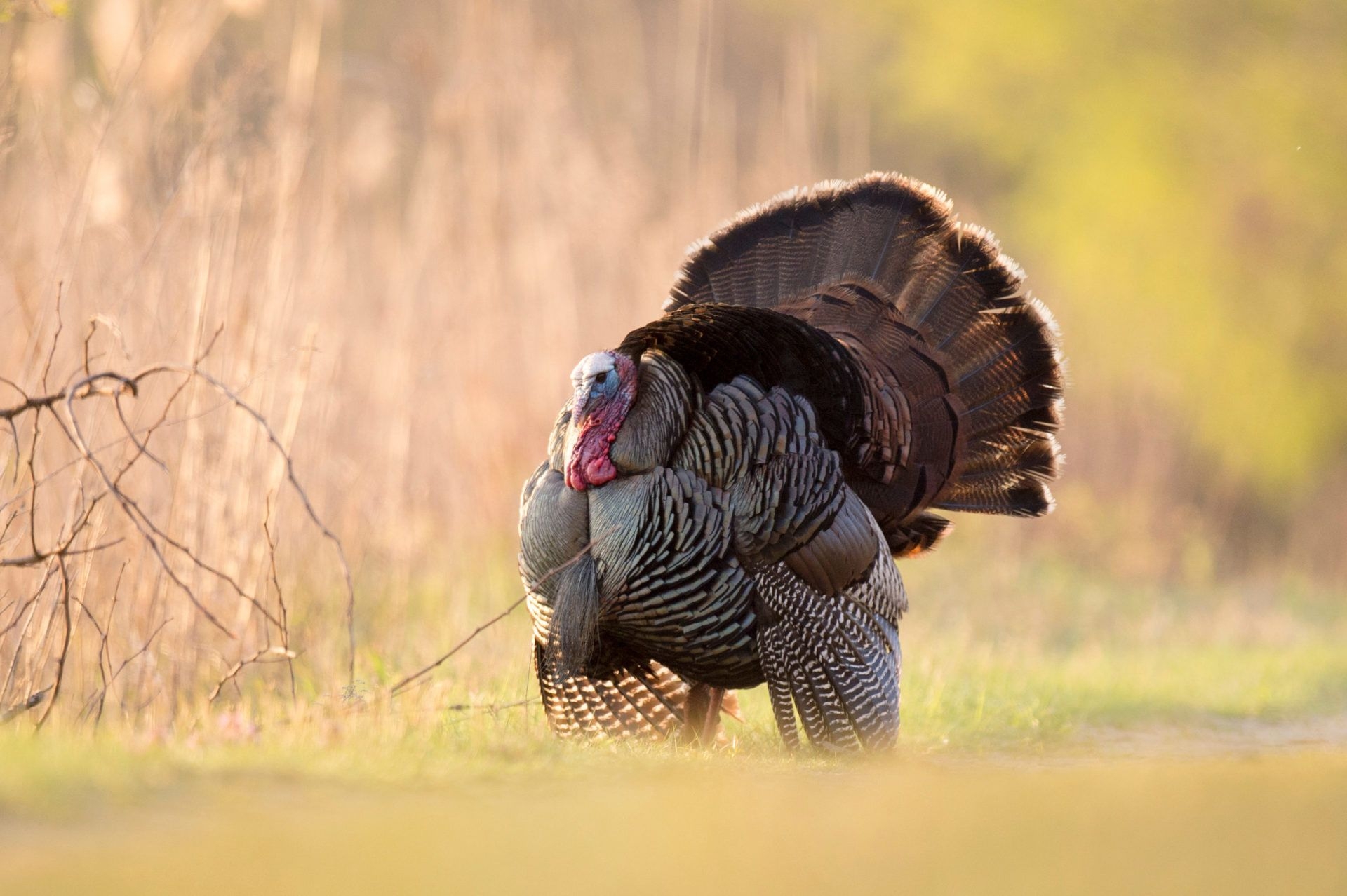 1920x1280 Wild Turkey HD Wallpaper New Tab, Desktop