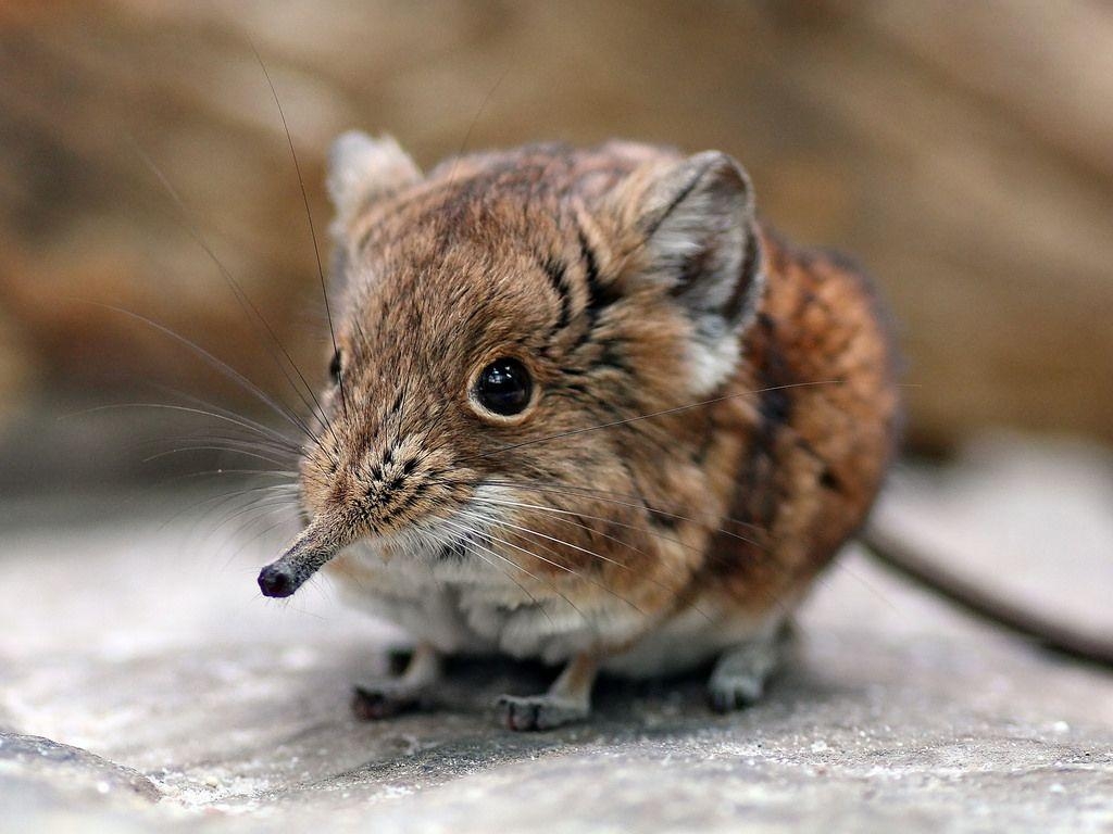 1030x770 Oddly, Africa's wee Elephant Shrews family Macroscelididae, Desktop