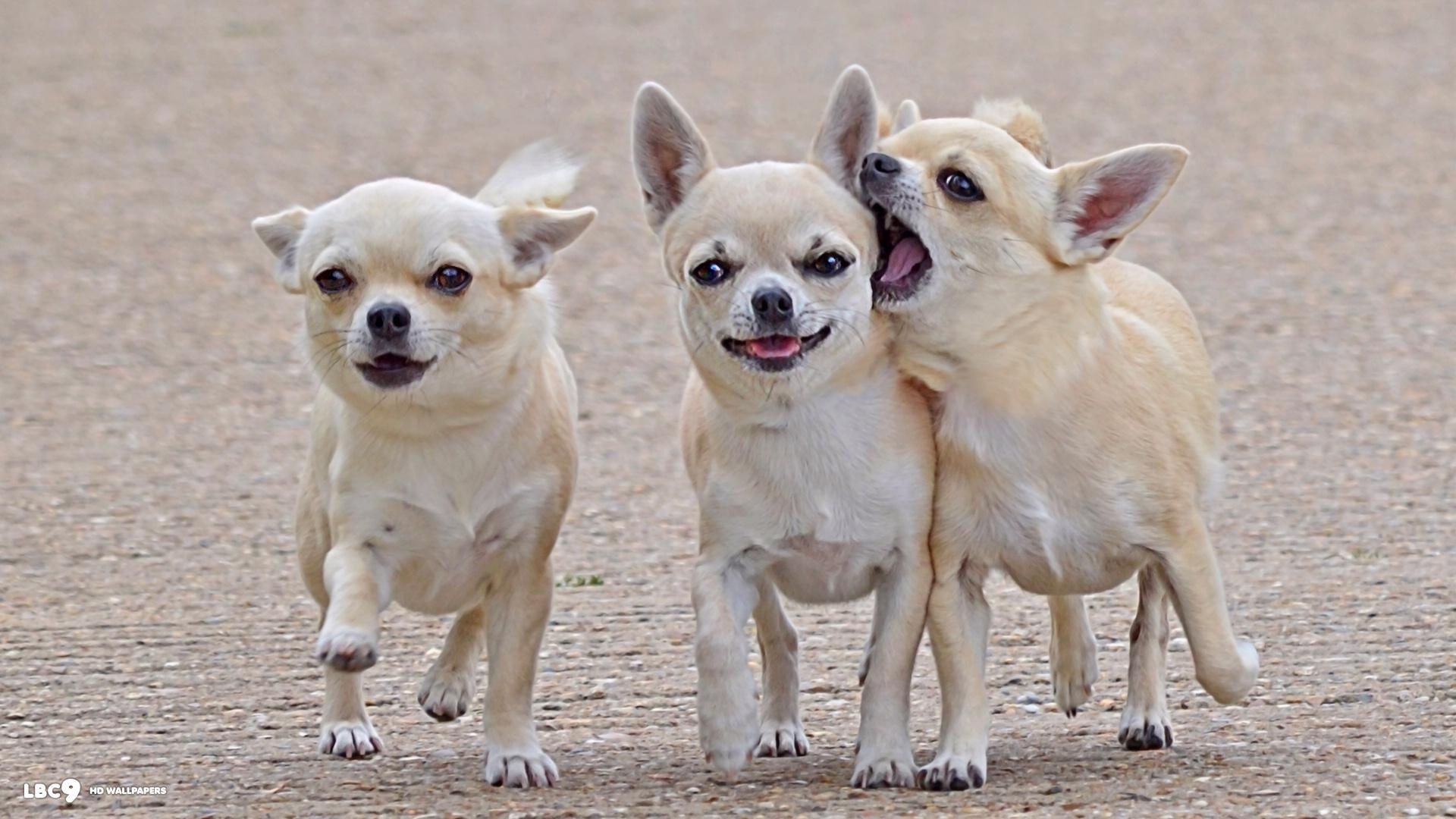 1920x1080 Chihuahua Dogs Wallpaper, Desktop