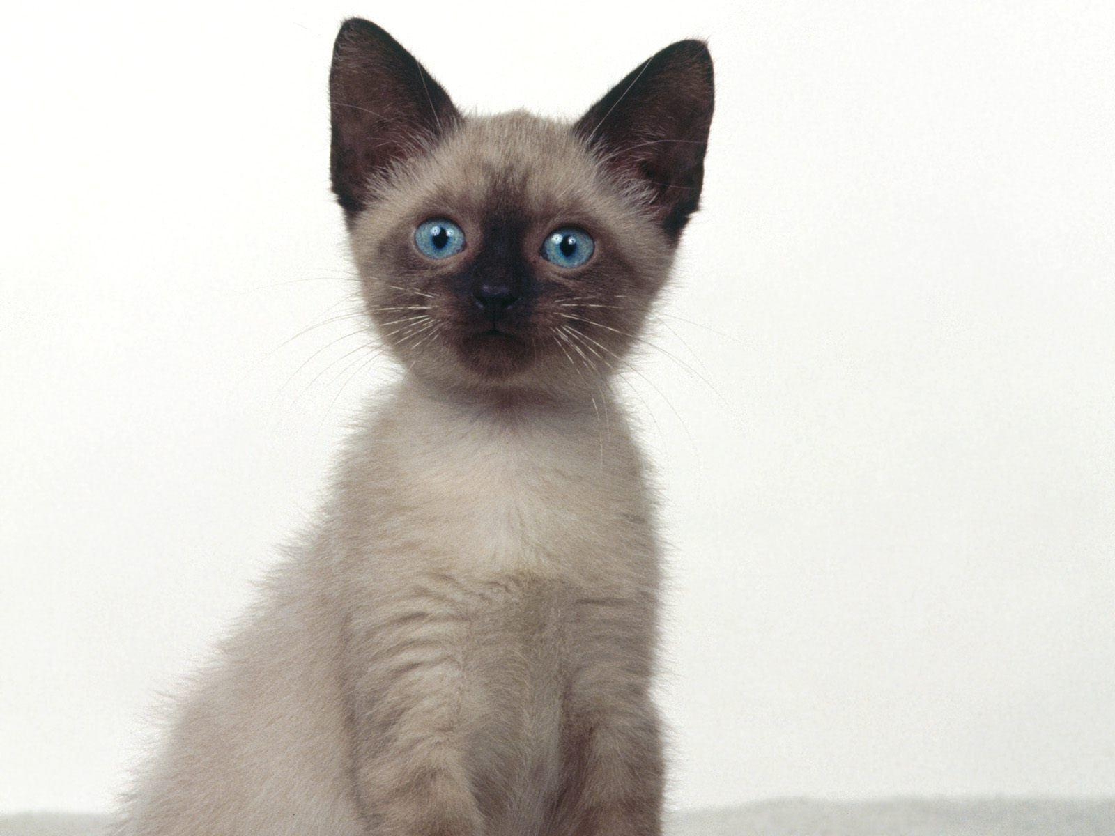 1600x1200 Pix For > Cute Siamese Kittens Wallpaper, Desktop