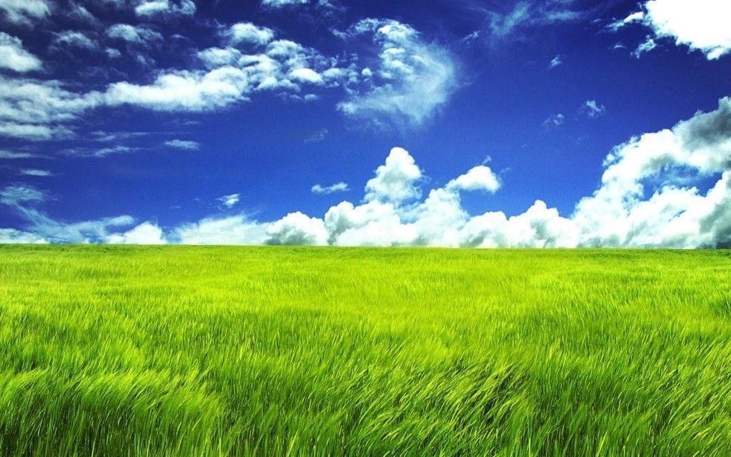 1030x640 Popular Green Grassland Wallpaper Full Size Image, Desktop