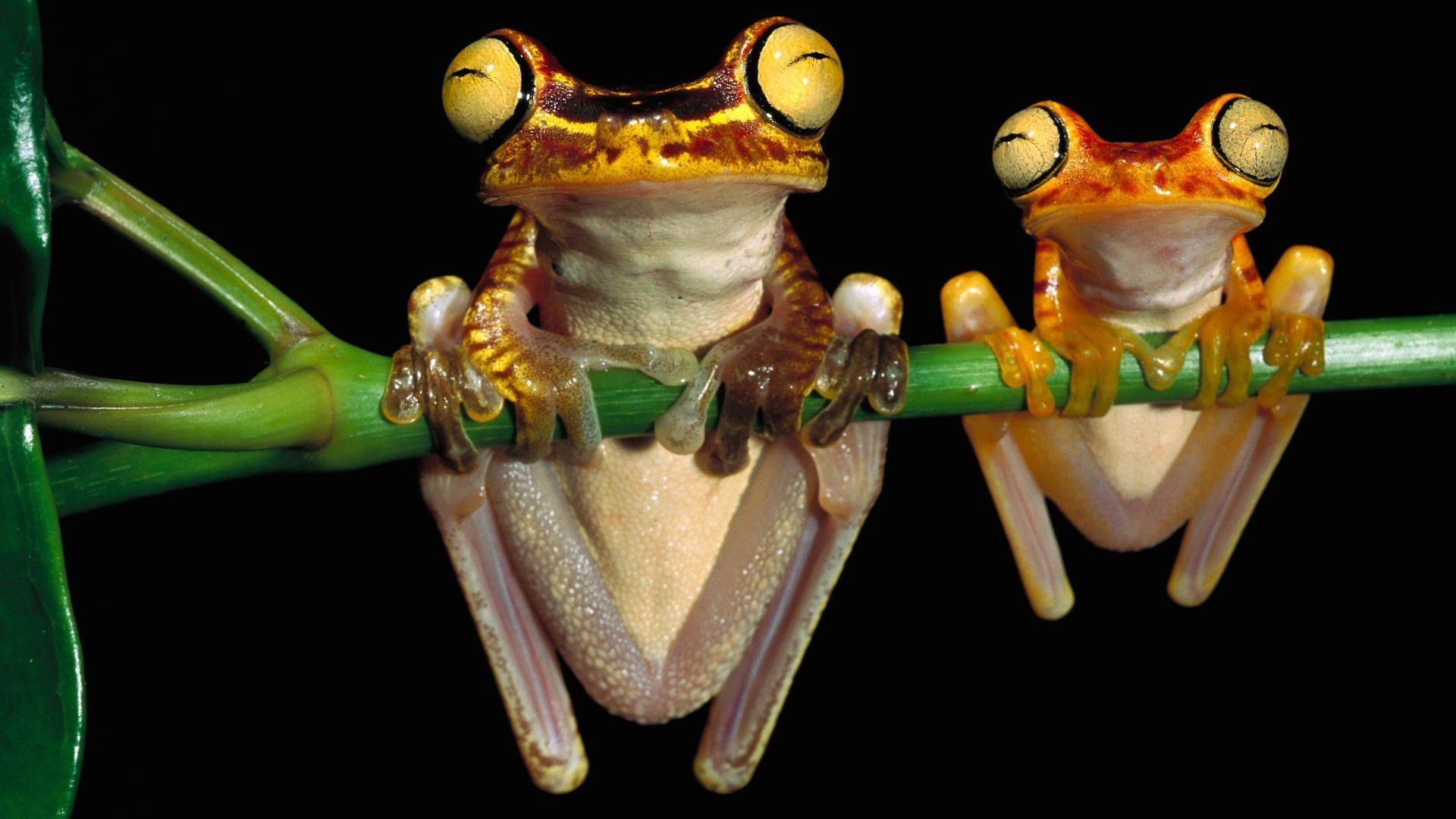 1920x1080 Animals For > Cute Tree Frog Wallpaper, Desktop