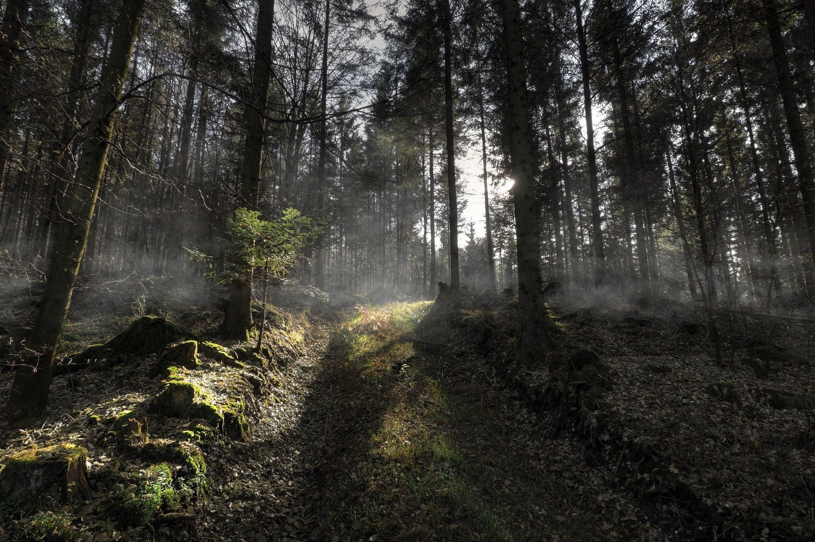 1600x1070 Spooky Autumn Forest Background. Autumn forest, Forest background, Haunted forest, Desktop