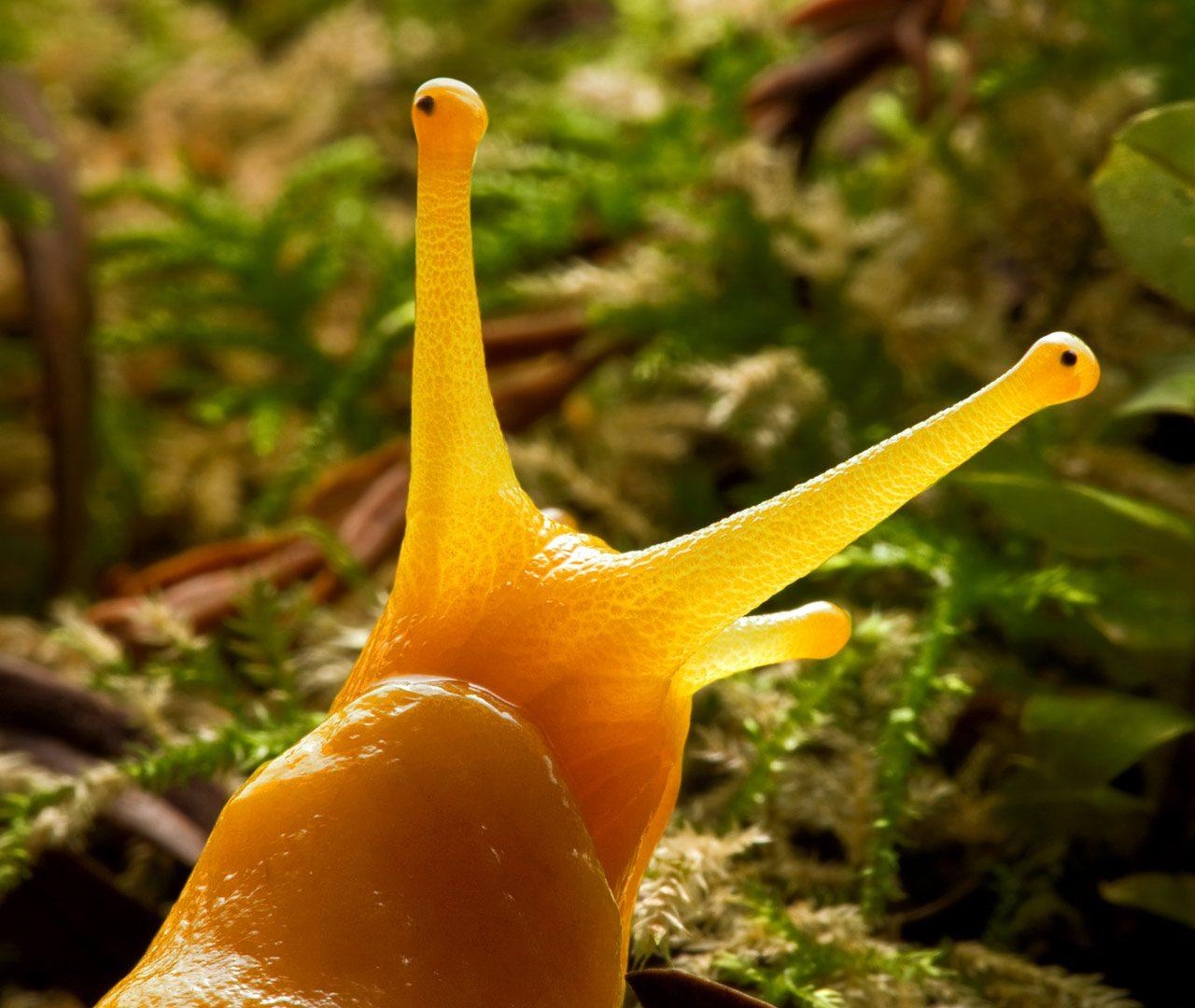 1280x1080 Banana Slug, Desktop