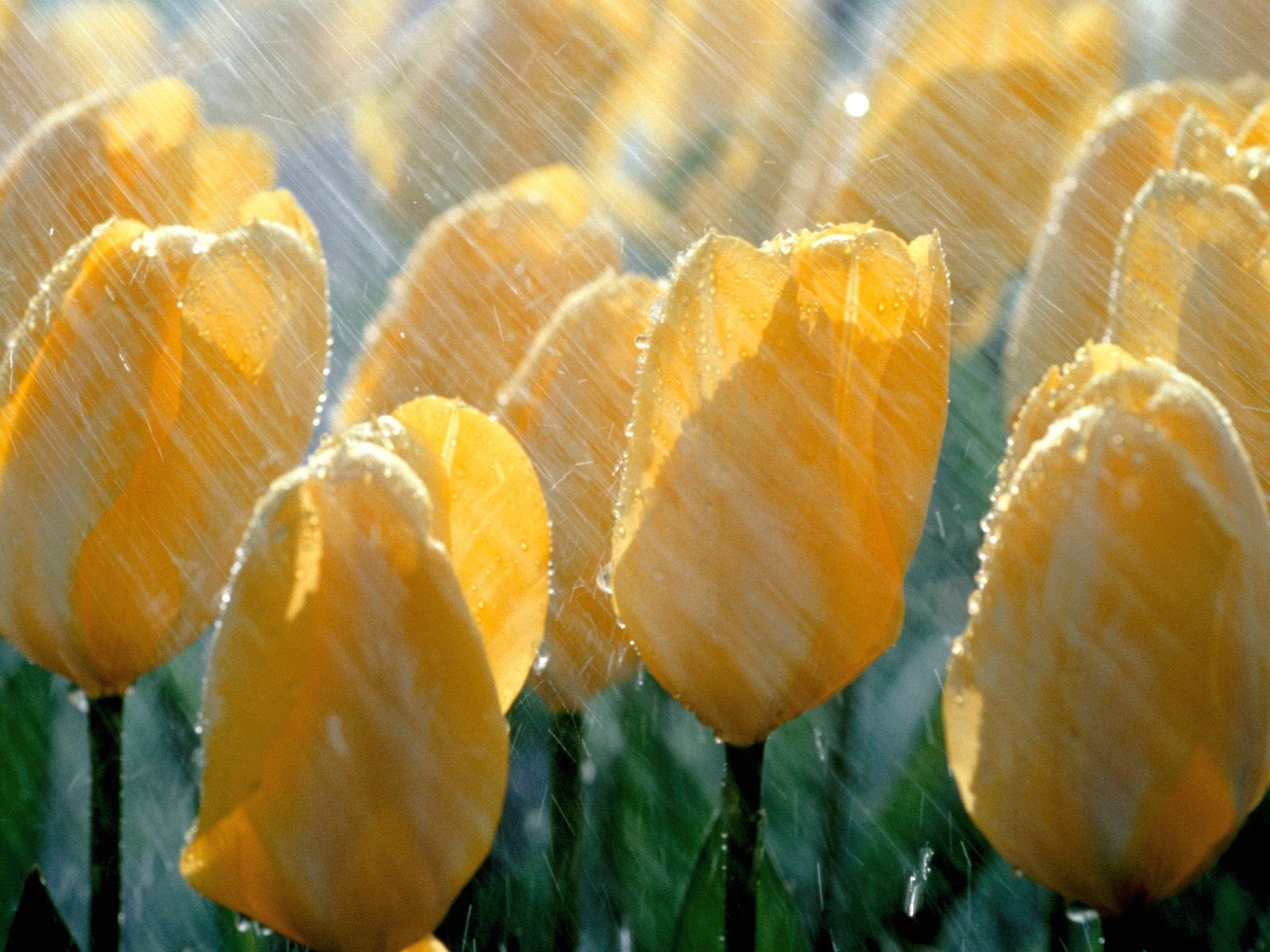 1600x1200 Tulips in the rain.beautiful!. Spring flowers, Spring rain, Spring shower, Desktop