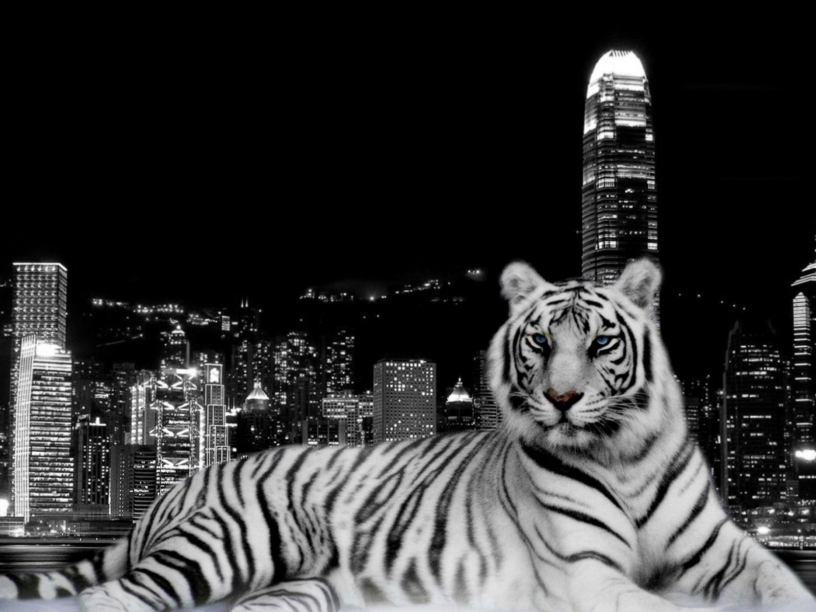 1600x1200 White Tiger HD Wallpaper. HD Wallpaper 360, Desktop