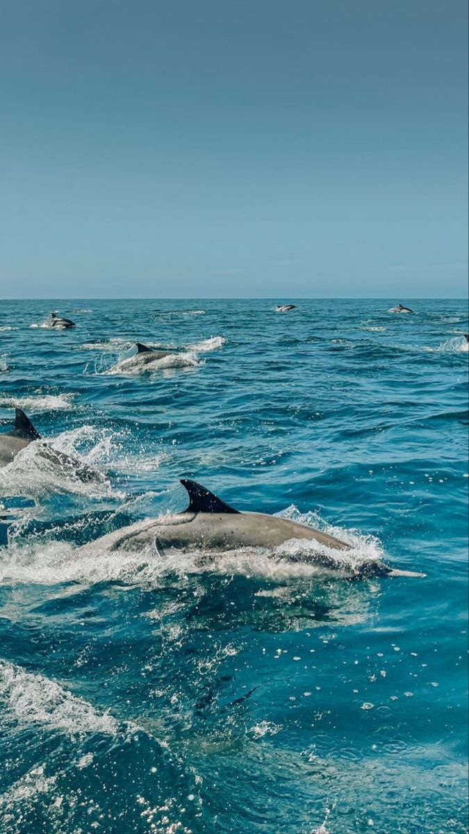 680x1200 Summer Dolphin Wallpaper. Sea life, Phone