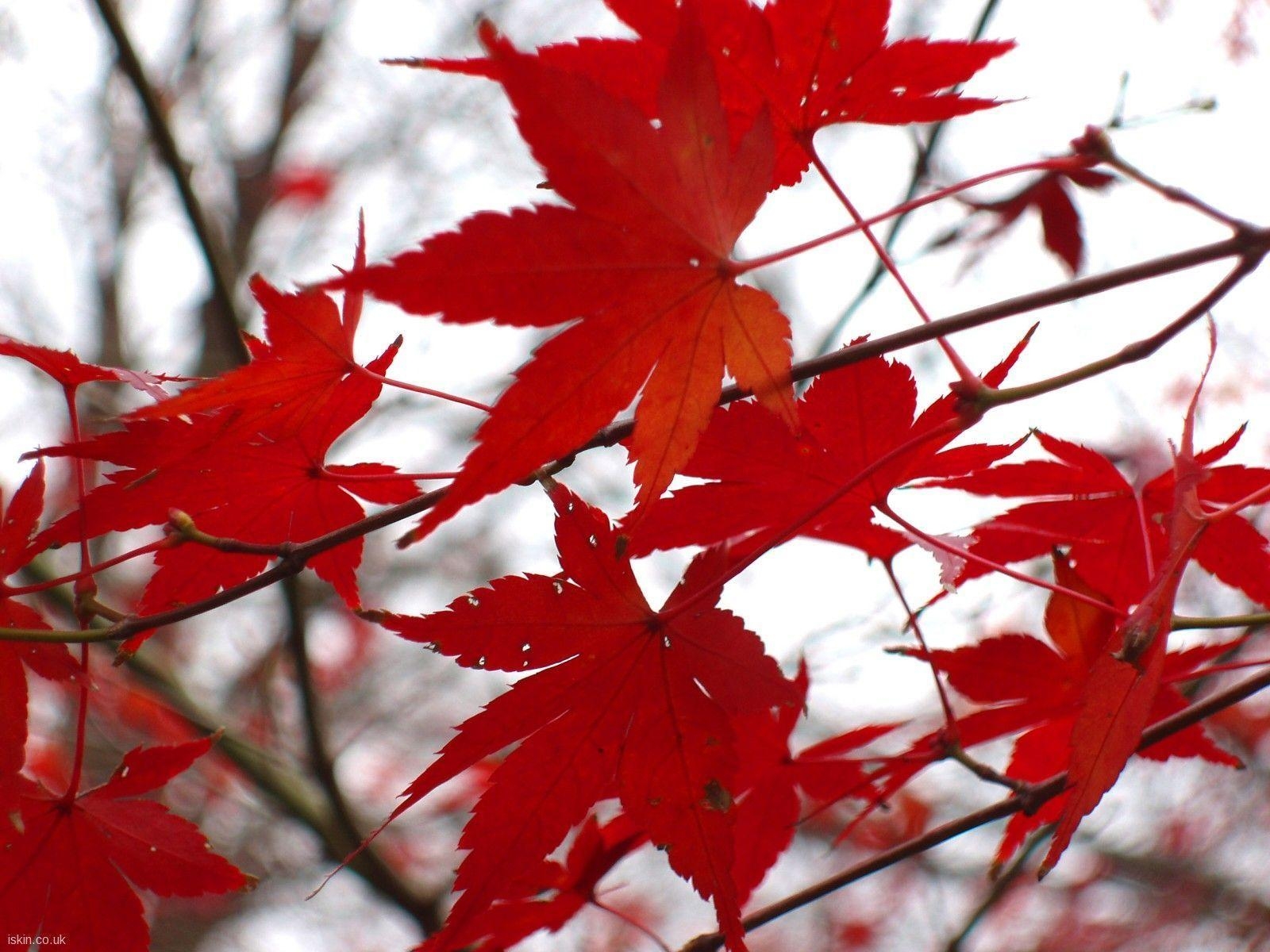 1600x1200 autumn maple leafs red background wallpaper desktop Car Picture, Desktop