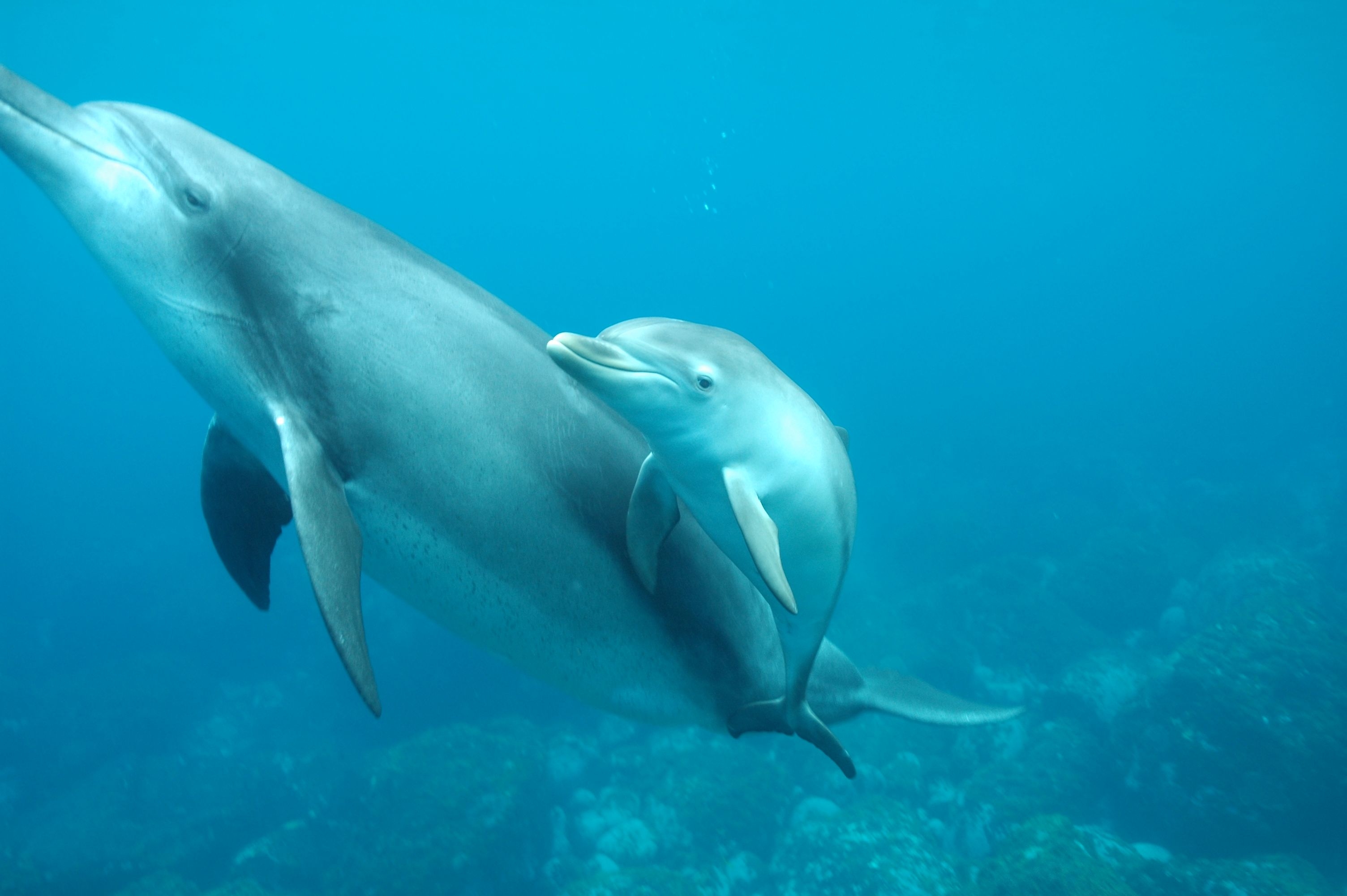 3010x2000 Wild Dolphins Swim, Mikura Island Day 1. On Screen. En Route. On Paper, Desktop