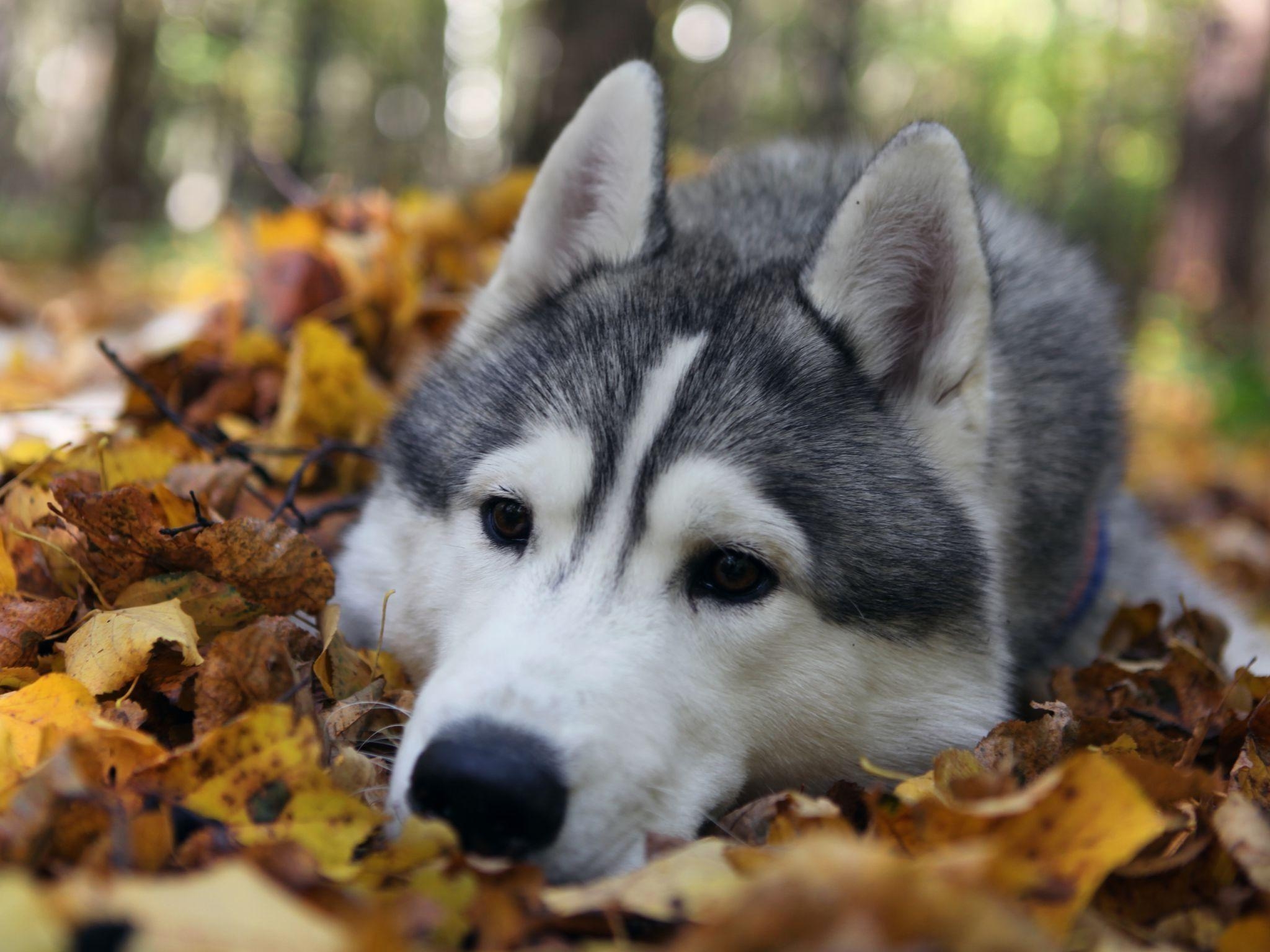 2050x1540 White Siberian Husky. Husky Dog Blog, Desktop