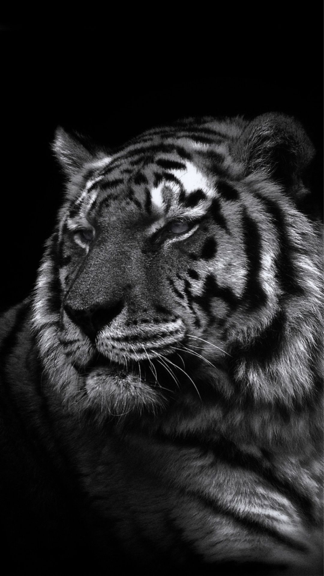 1080x1920 Cool Animal iPhone Wallpaper, Phone