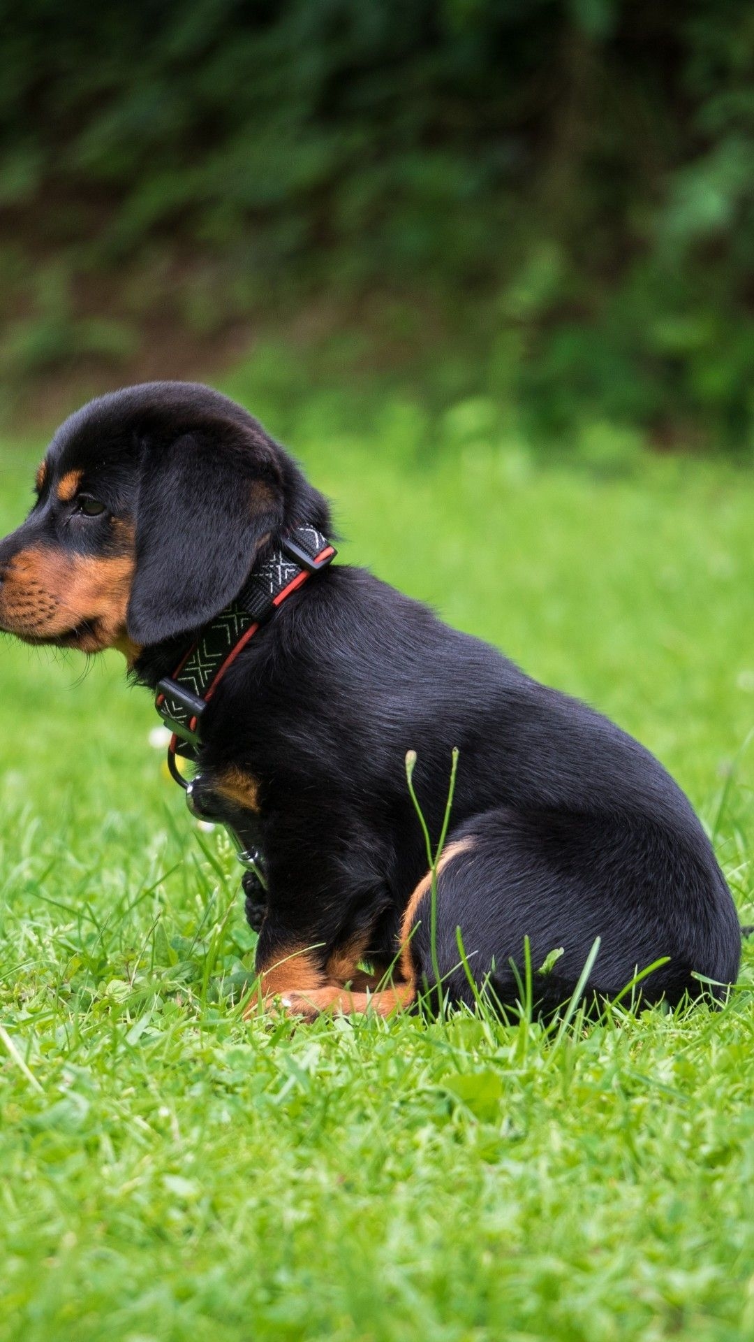 1080x1920 Download  Rottweiler Puppy, Grass, Looking Away, Phone