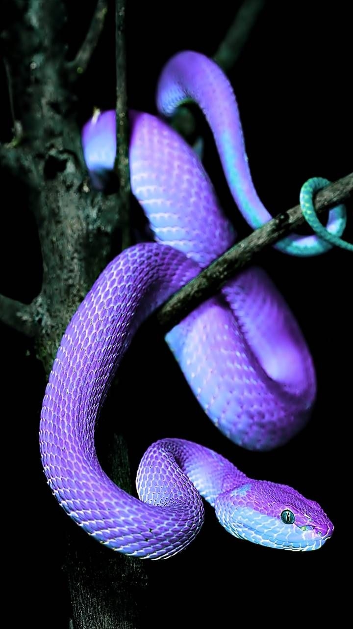 720x1280 Awesome Purple Snake iPhone Wallpaper, Phone