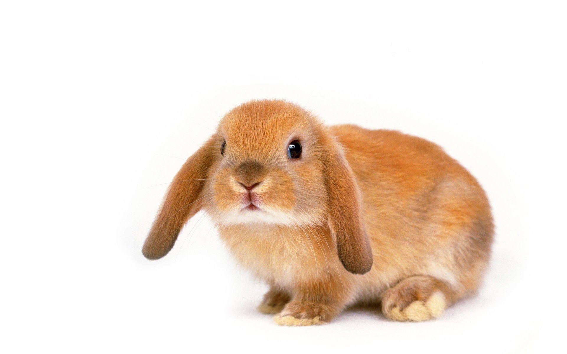 1920x1200 Cute Bunny desktop wallpaper, Desktop