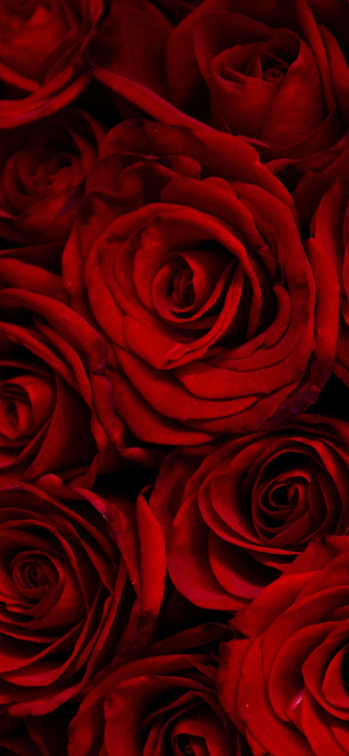 1130x2440 Red Rose iPhone Wallpaper, Phone