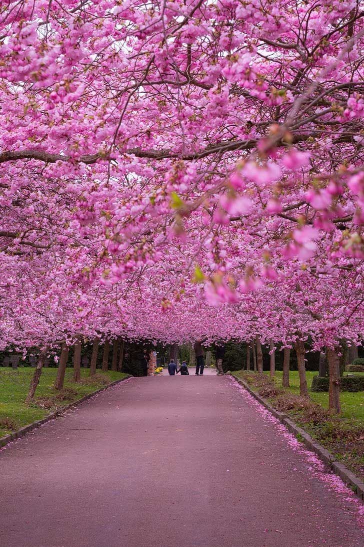 730x1100 Copenhagen, Denmark Sakura Festival to See Cherry Blossoms in the World. Spring wallpaper hd, Spring wallpaper, Spring desktop wallpaper, Phone