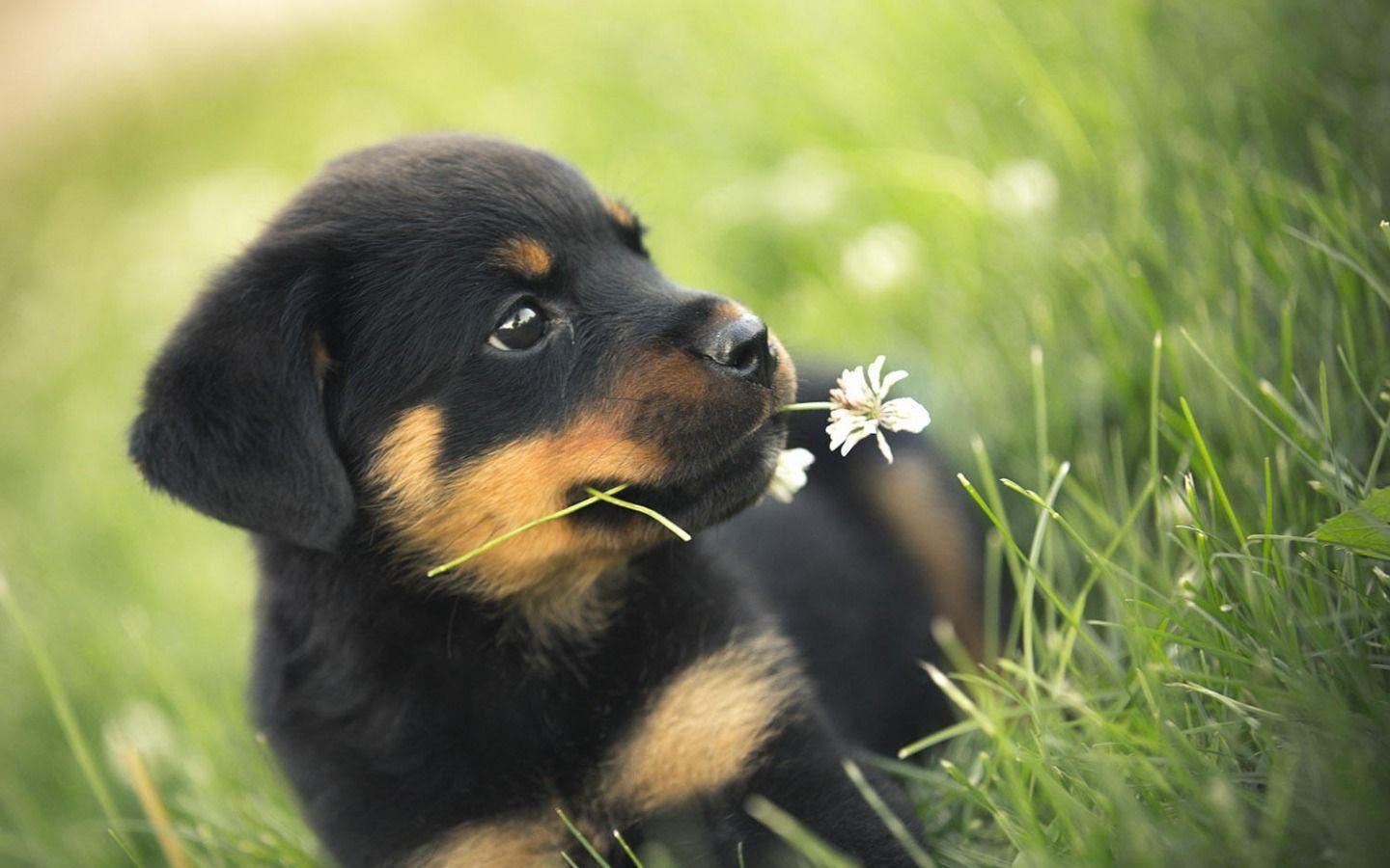 1440x900 Picture Of Dogs And Cute Puppies Widescreen With Picture Puppy HD, Desktop