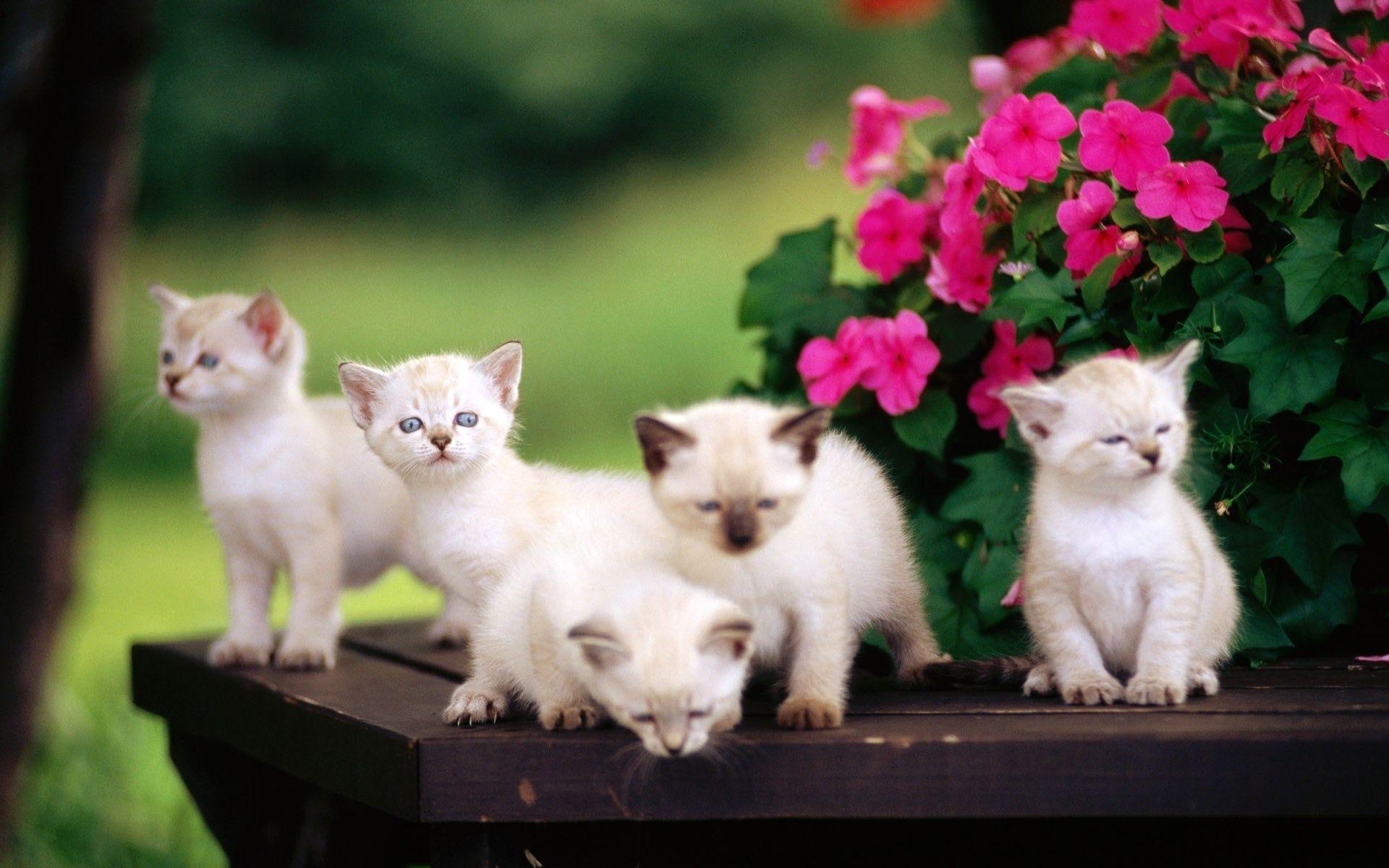 1920x1200 Five Siamese kittens Desktop wallpaper, Desktop