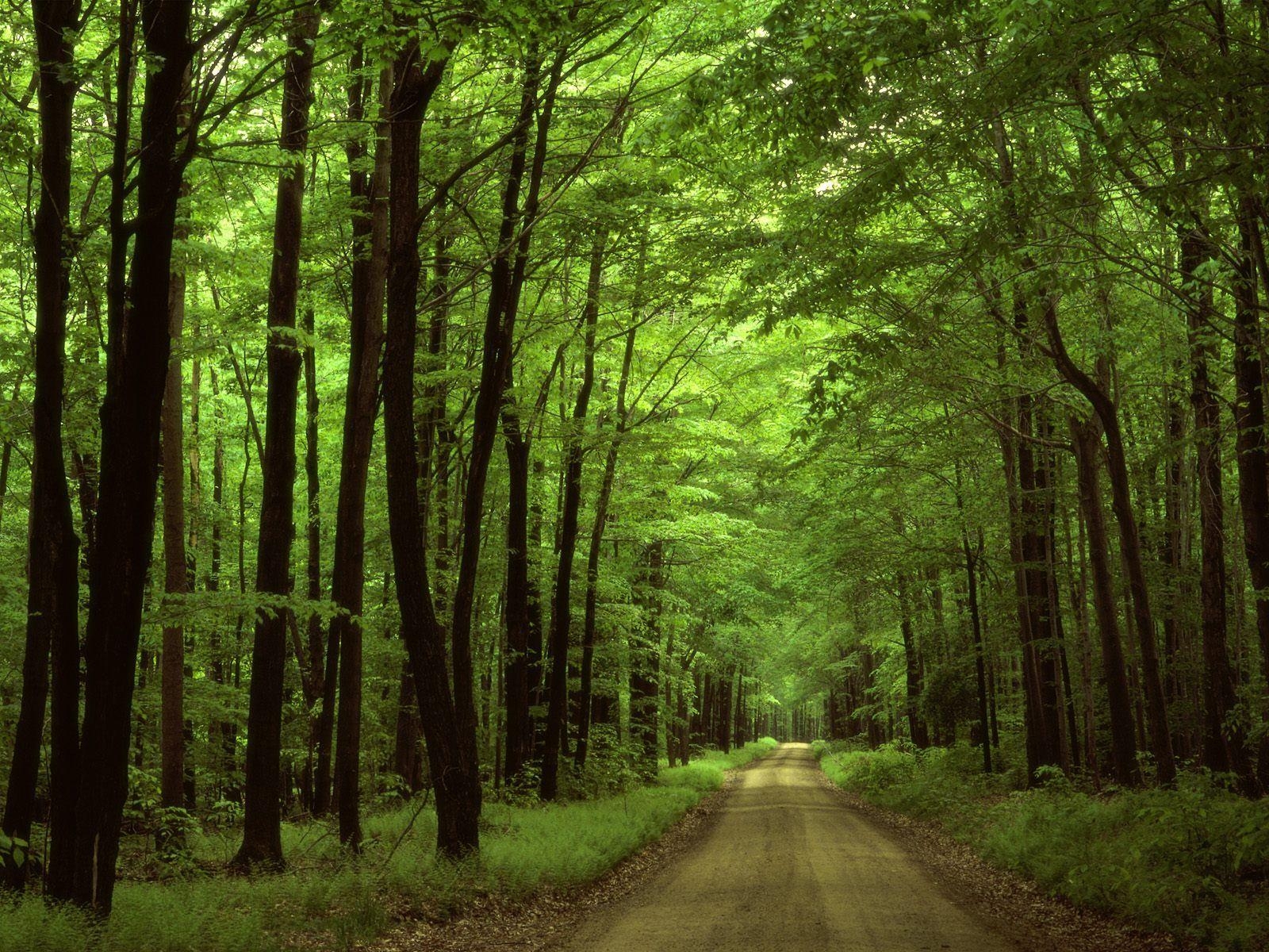 1600x1200 Allegheny National Forest Pennsylvania HD Wallpaper, Desktop