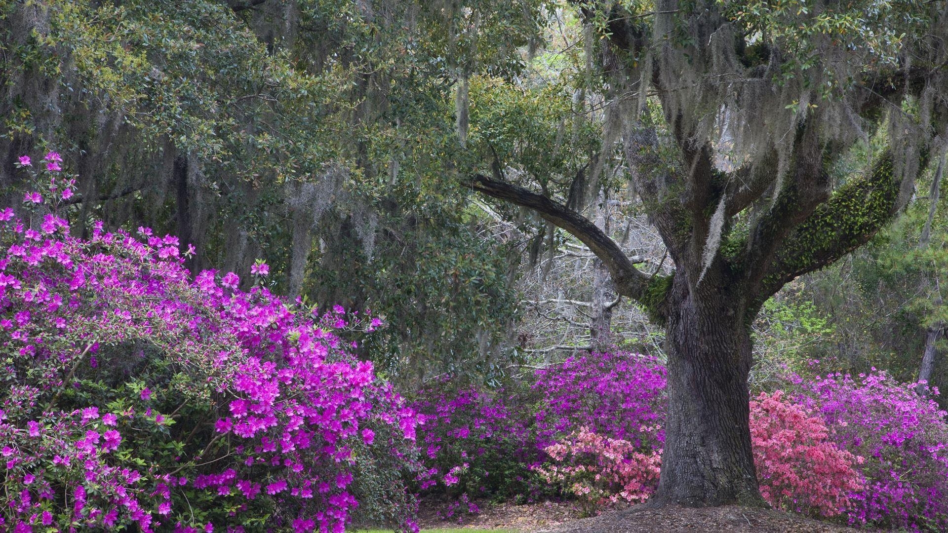 1920x1080 south carolina state flower wallpaper, Desktop