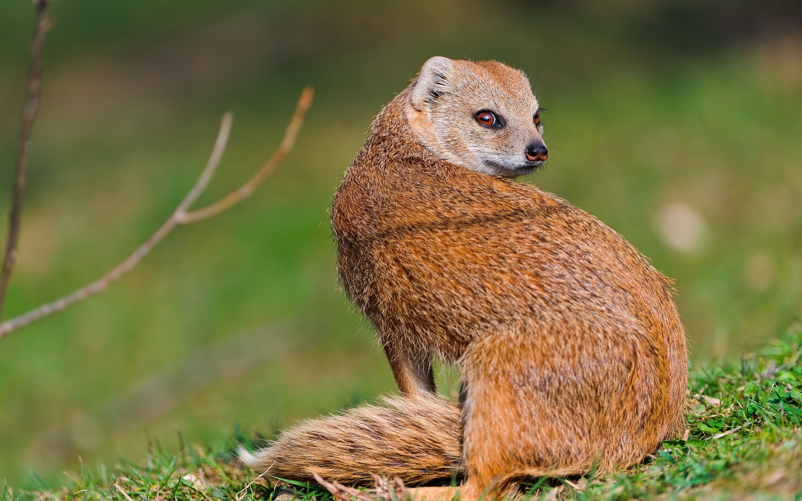 2560x1600 Mongoose Wallpaper. Mongoose, Desktop