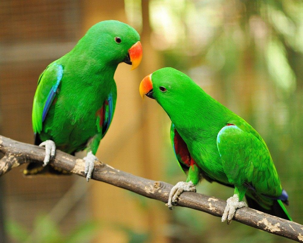 1000x810 The Green Parrot Bird HD Wallpaper, Desktop