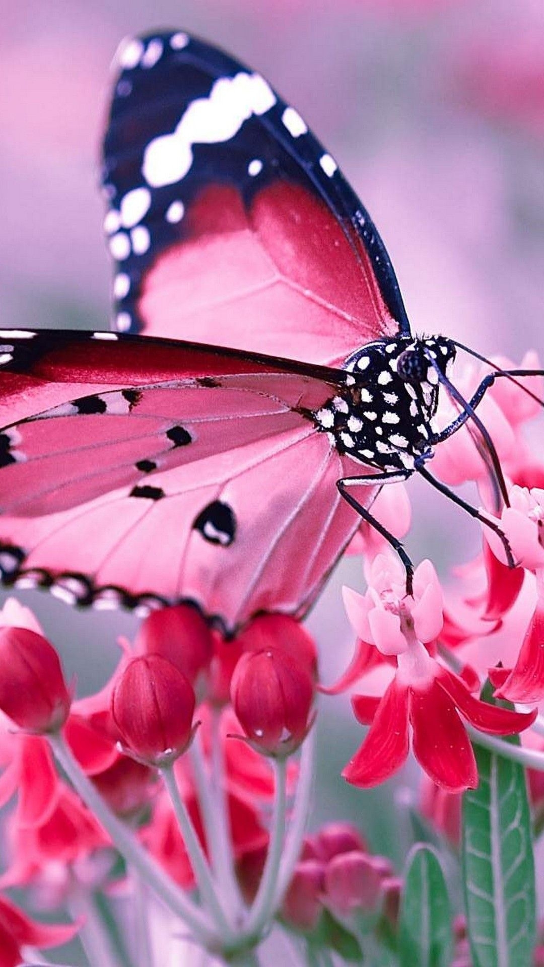 1080x1920 Pink Butterfly Wallpaper For Phone.wallpapercute.com, Phone