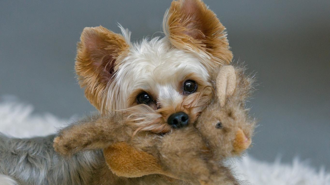 1370x770 Yorkshire Terrier Dog Image 09. hdwallpaper, Desktop