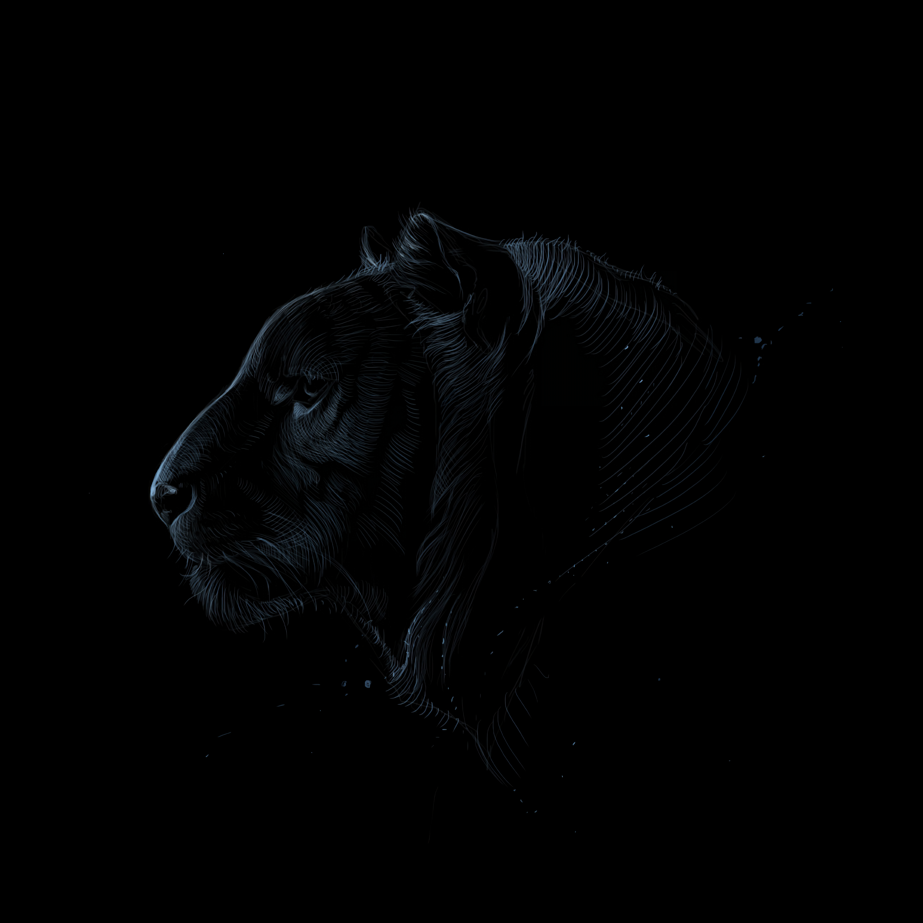 3000x3000 Download wallpaper  tiger, profile, art, dark, predator HD background, Phone