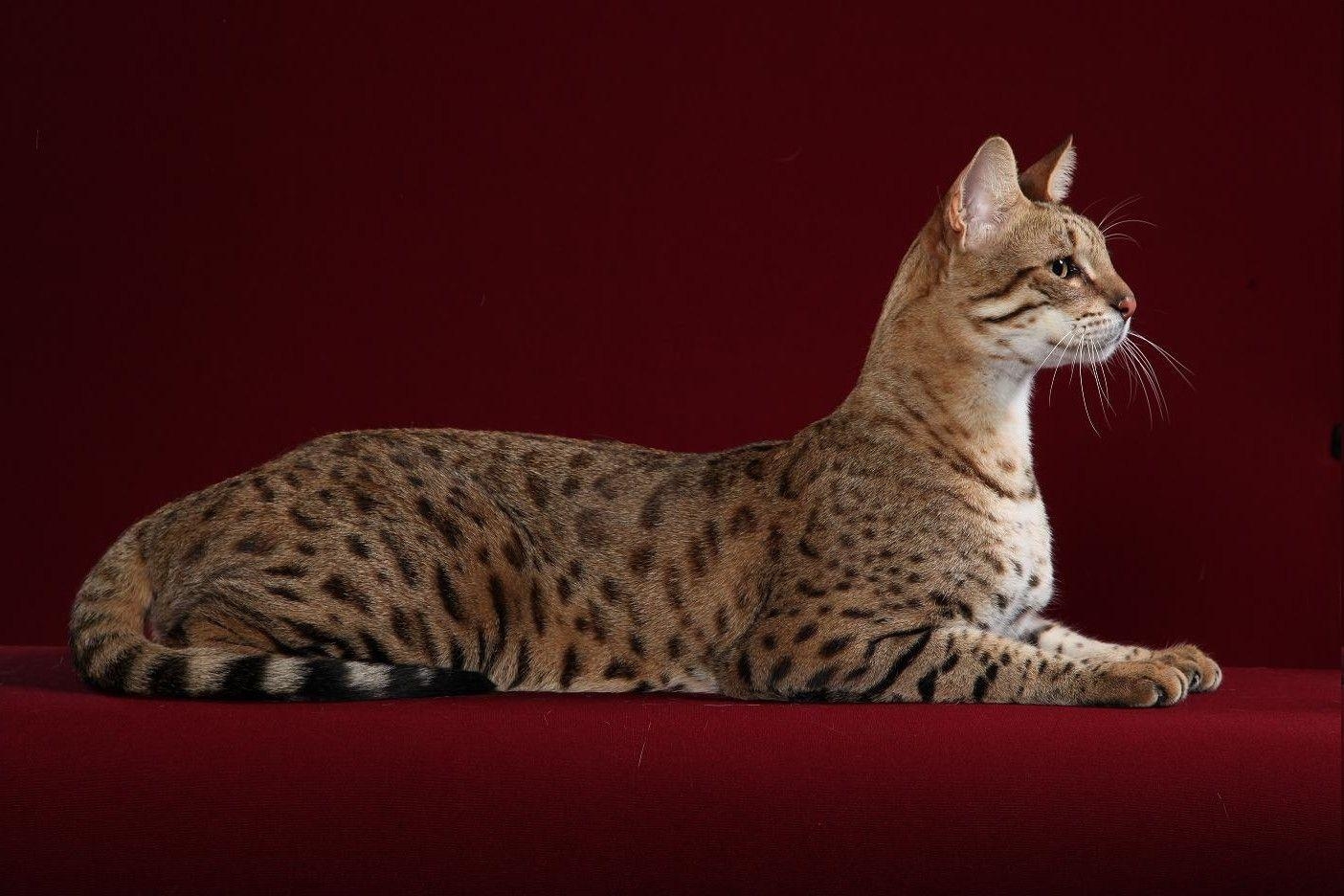 1410x940 Cool Bengal Cats Full Grown, Desktop