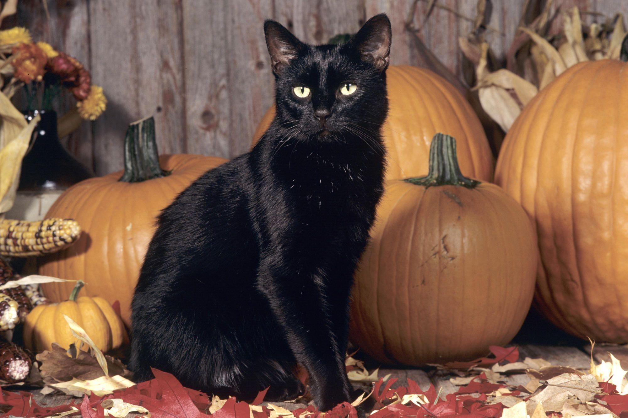 2000x1340 Scary Black Cat Wallpaper 308  px Picky, Desktop