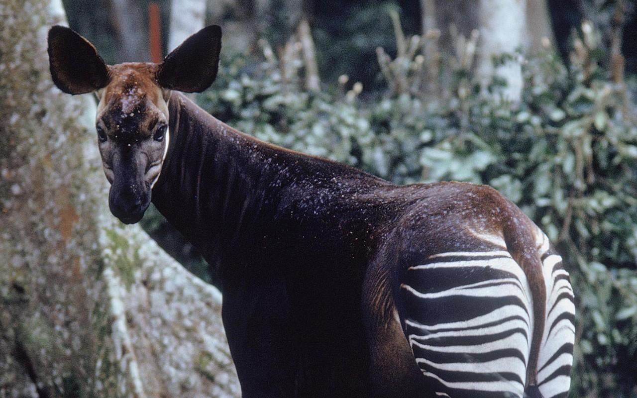 1280x800 Saving Okapi in the Democratic Republic of Congo. Al, Desktop