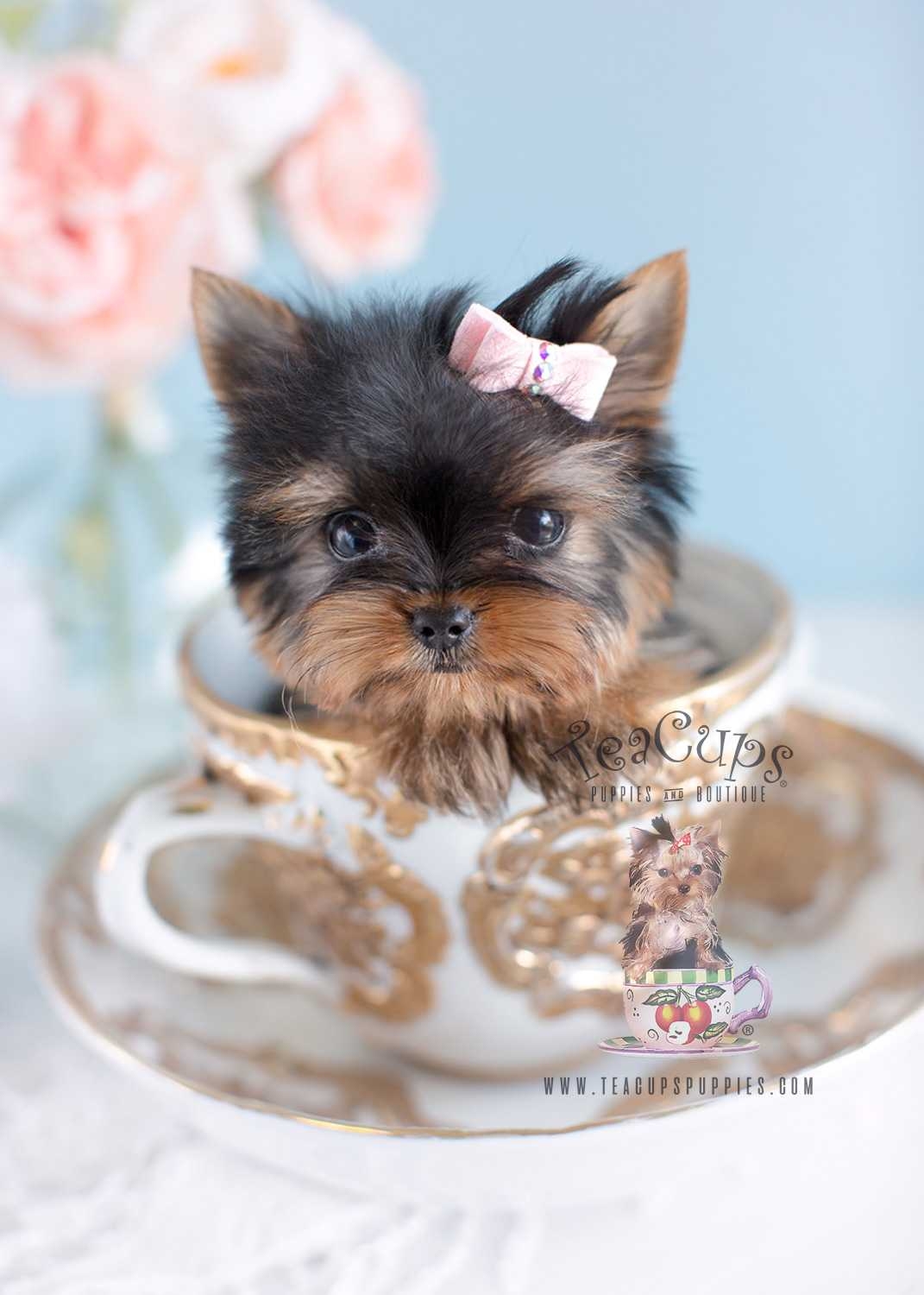 1080x1500 Teacup Puppies Picture Full HD Pics Wallpaper Cute Little Yorkie, Phone