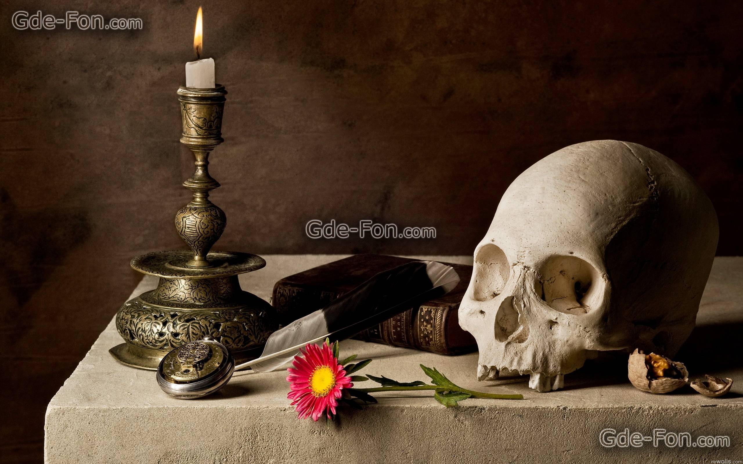 2560x1600 Download wallpaper still life, skull, flower free desktop, Desktop