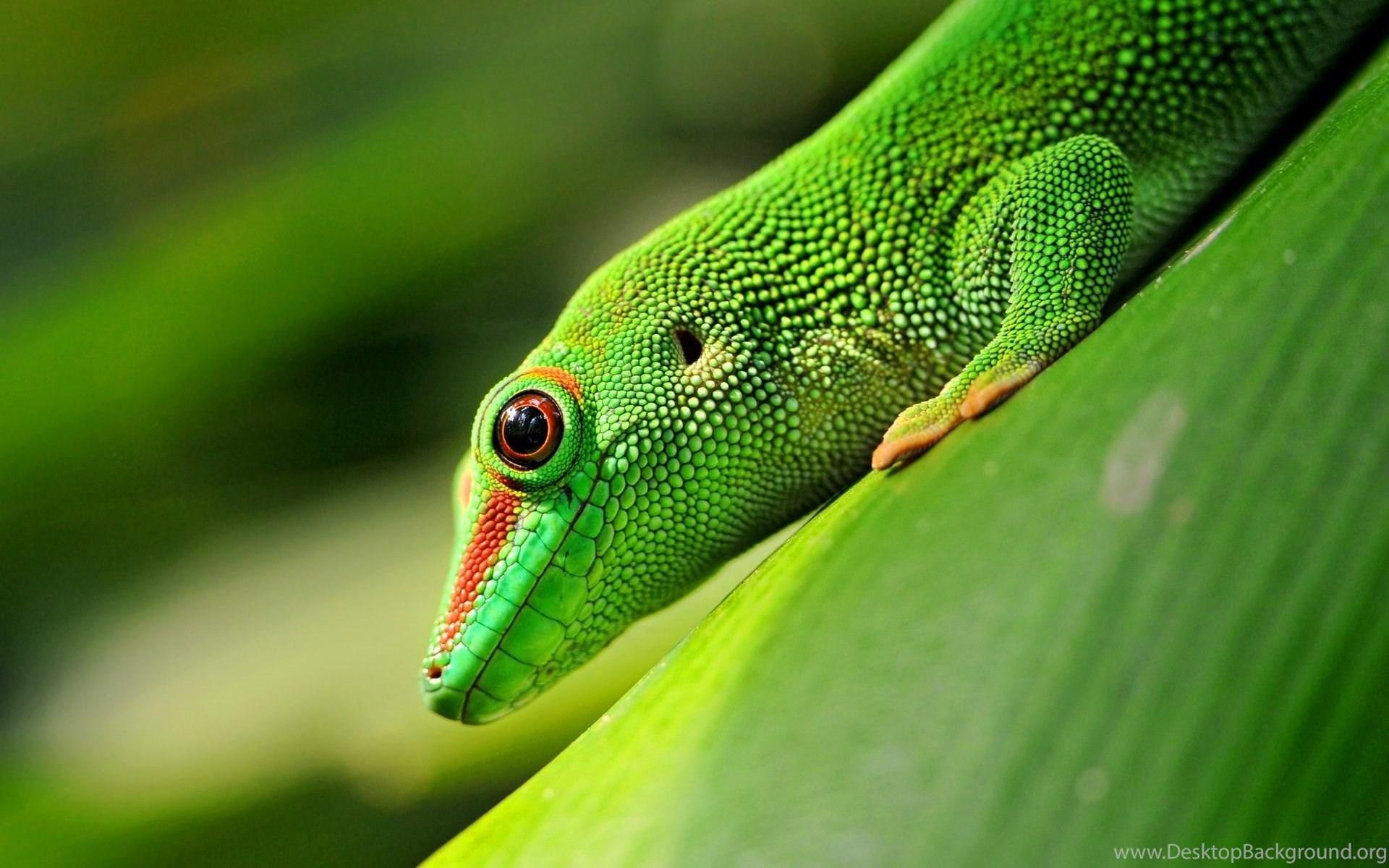 1920x1200 Gecko Wallpaper Desktop Background, Desktop