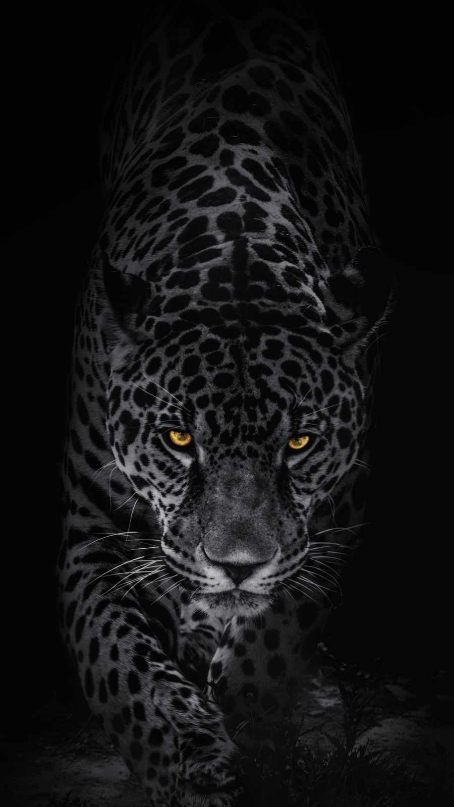 900x1600 Predator Animal IPhone Wallpaper Wallpaper, iPhone Wallpaper. Wild animal wallpaper, Jaguar animal, Black jaguar animal, Phone